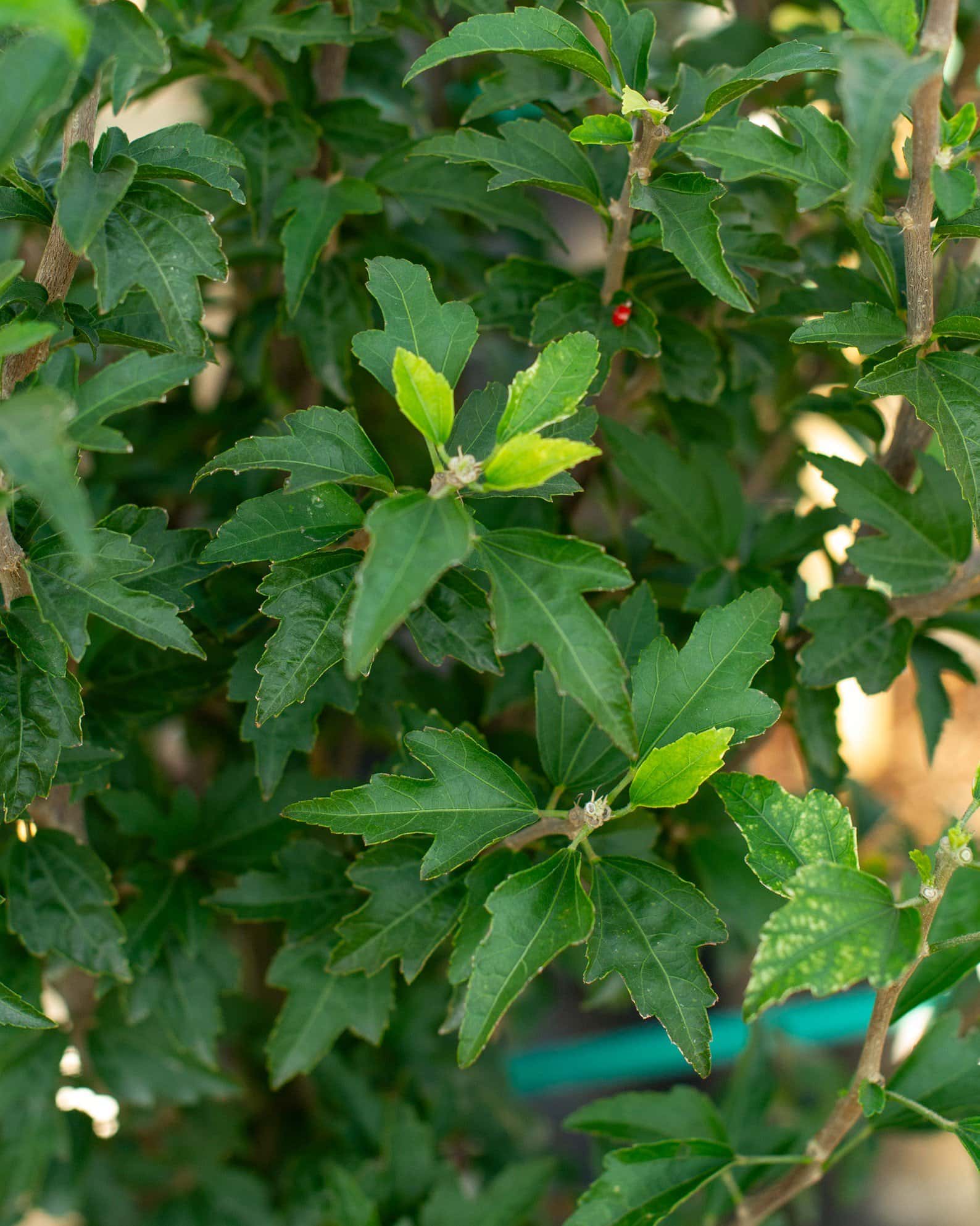 Danica Althea Tree Form - Image 6