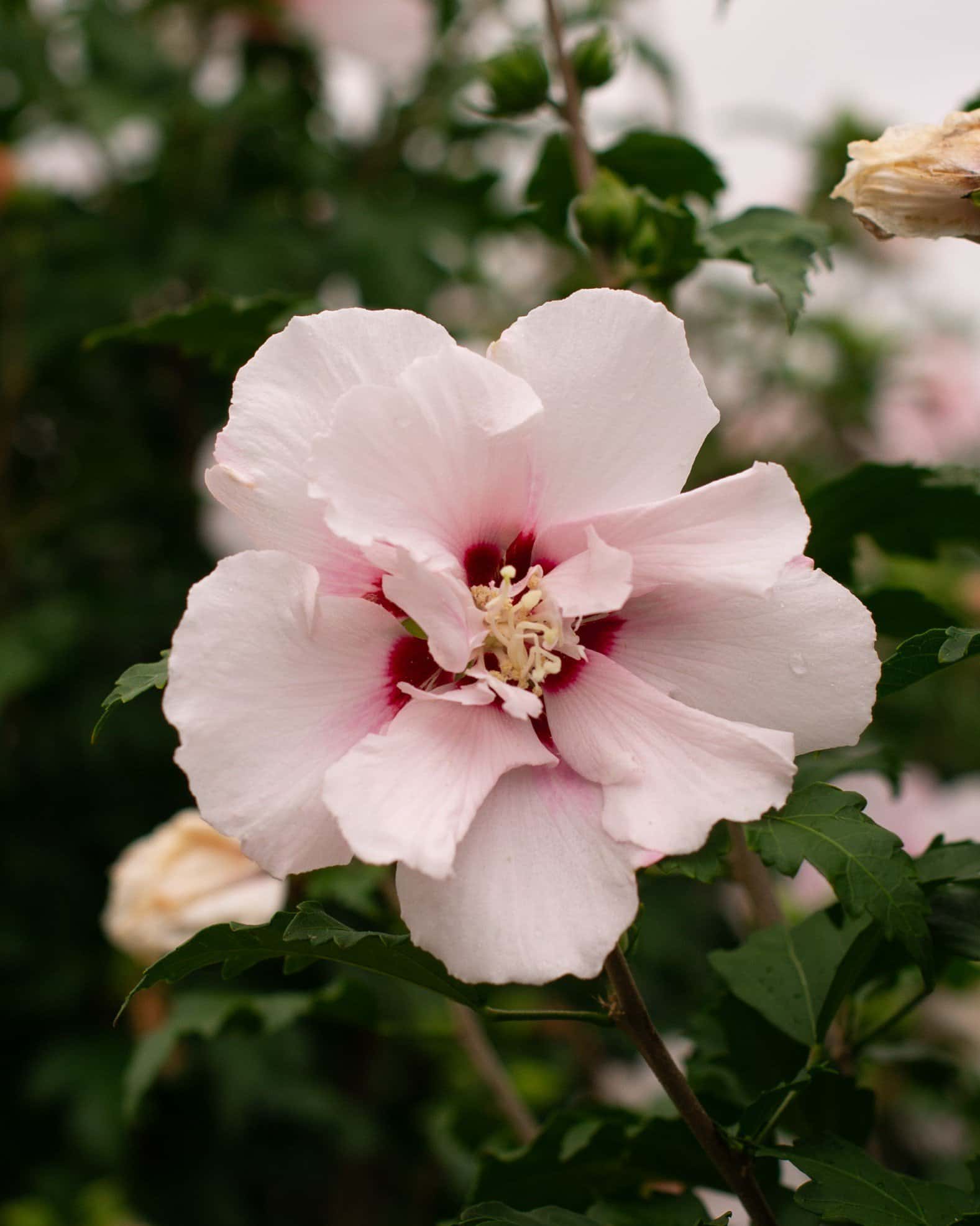 Lady Stanley Althea Tree Form - Image 7