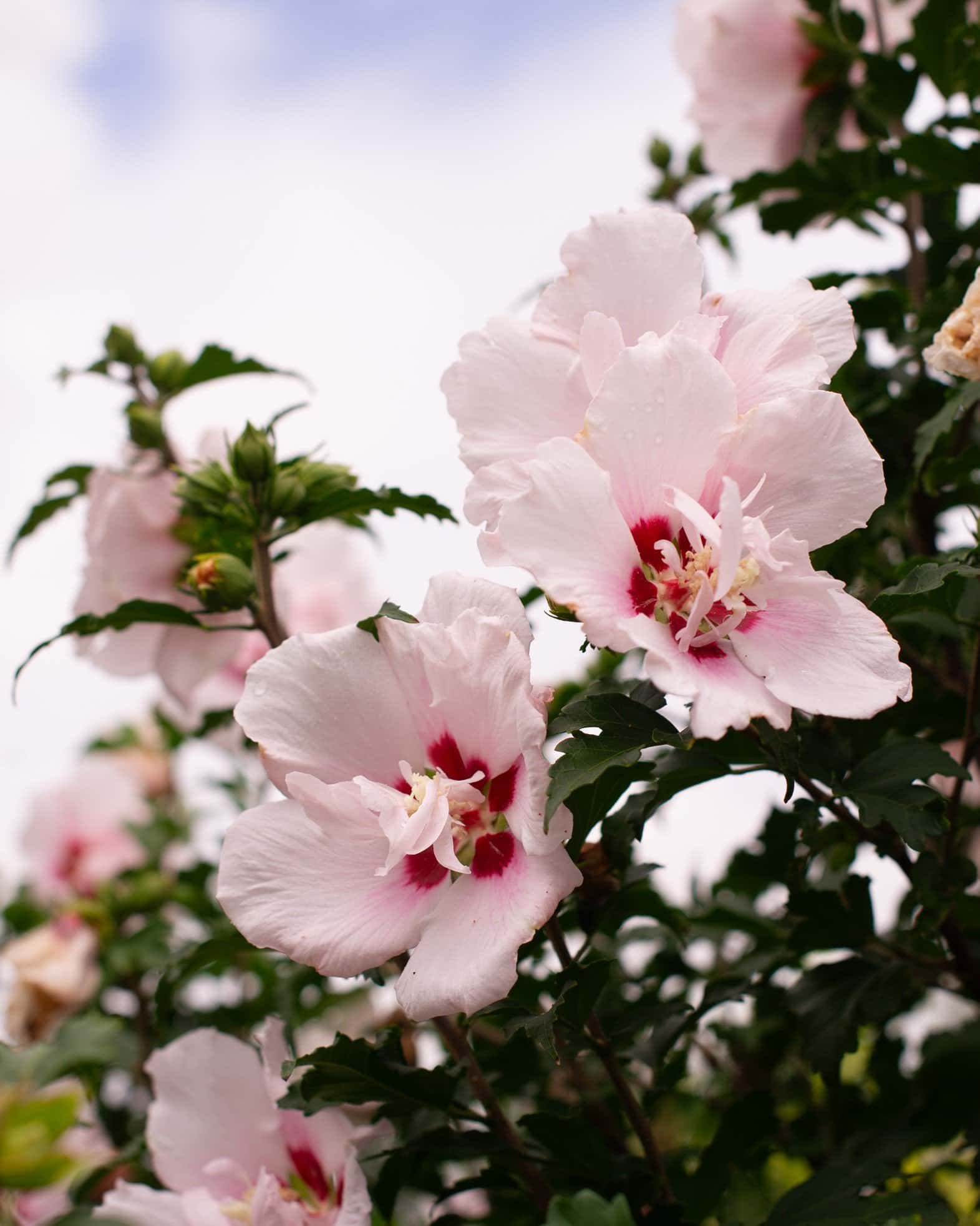 Lady Stanley Althea Tree Form - Main Image