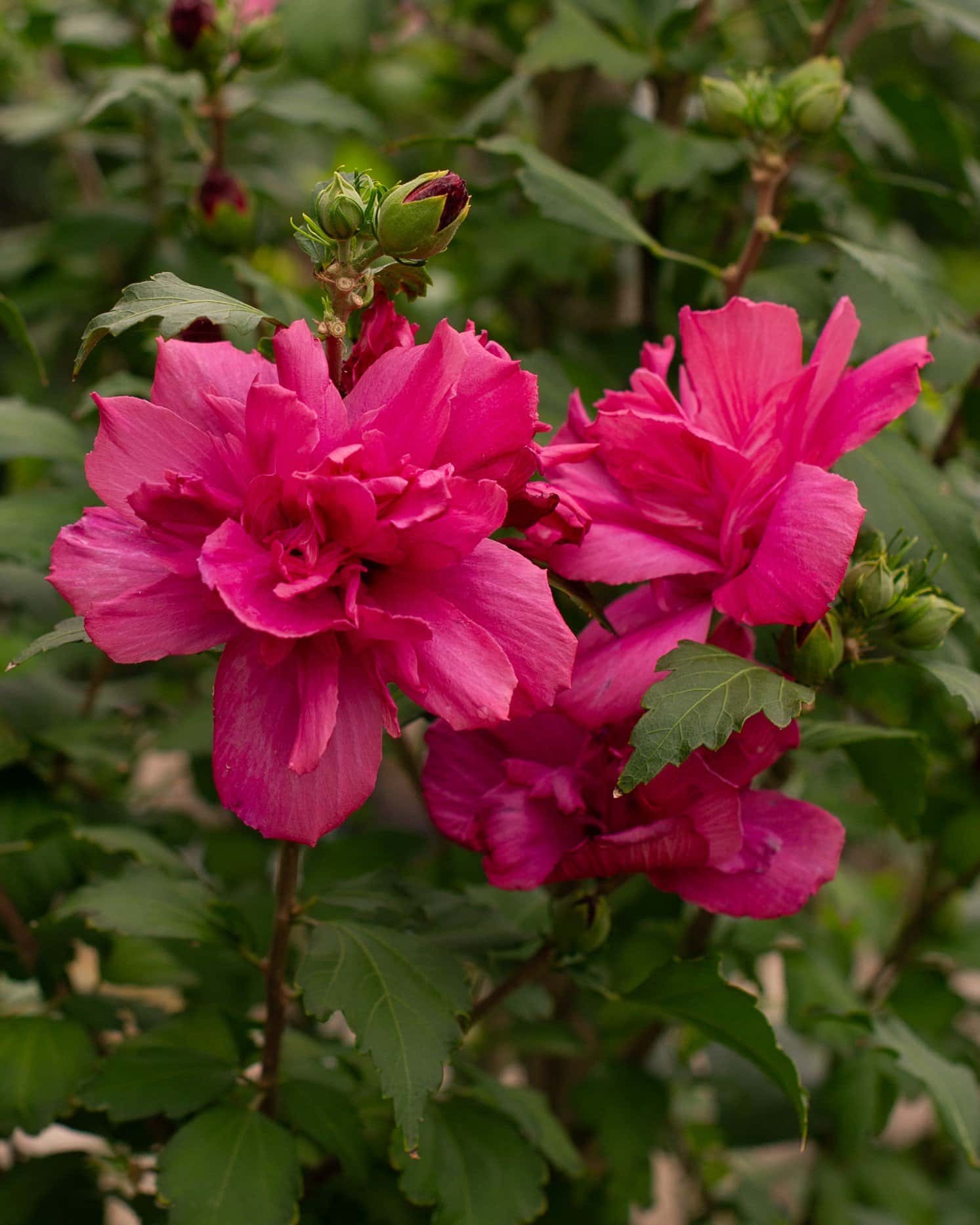 Lucy Althea Tree Form - Main Image