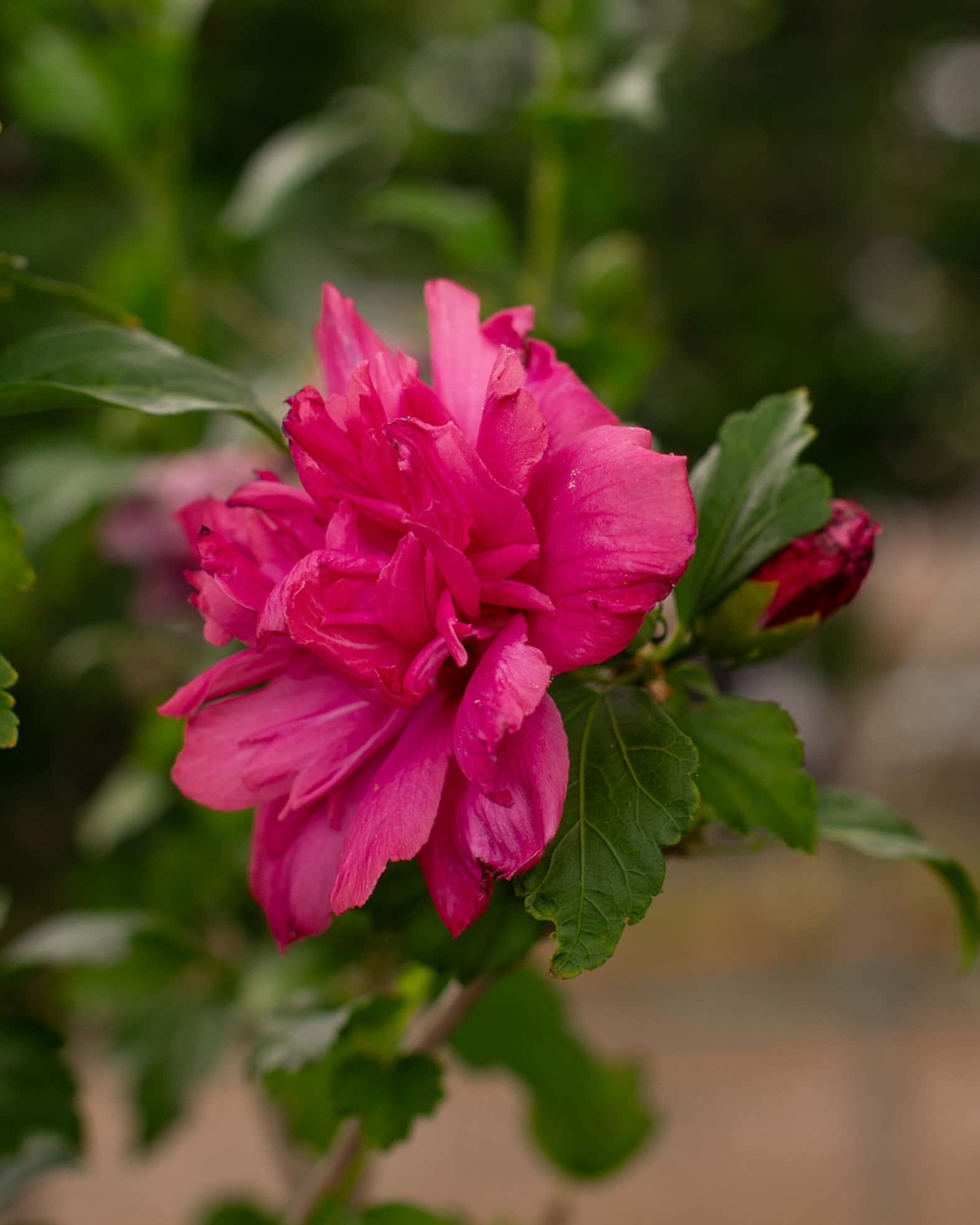 Lucy Althea Tree Form - Image 1
