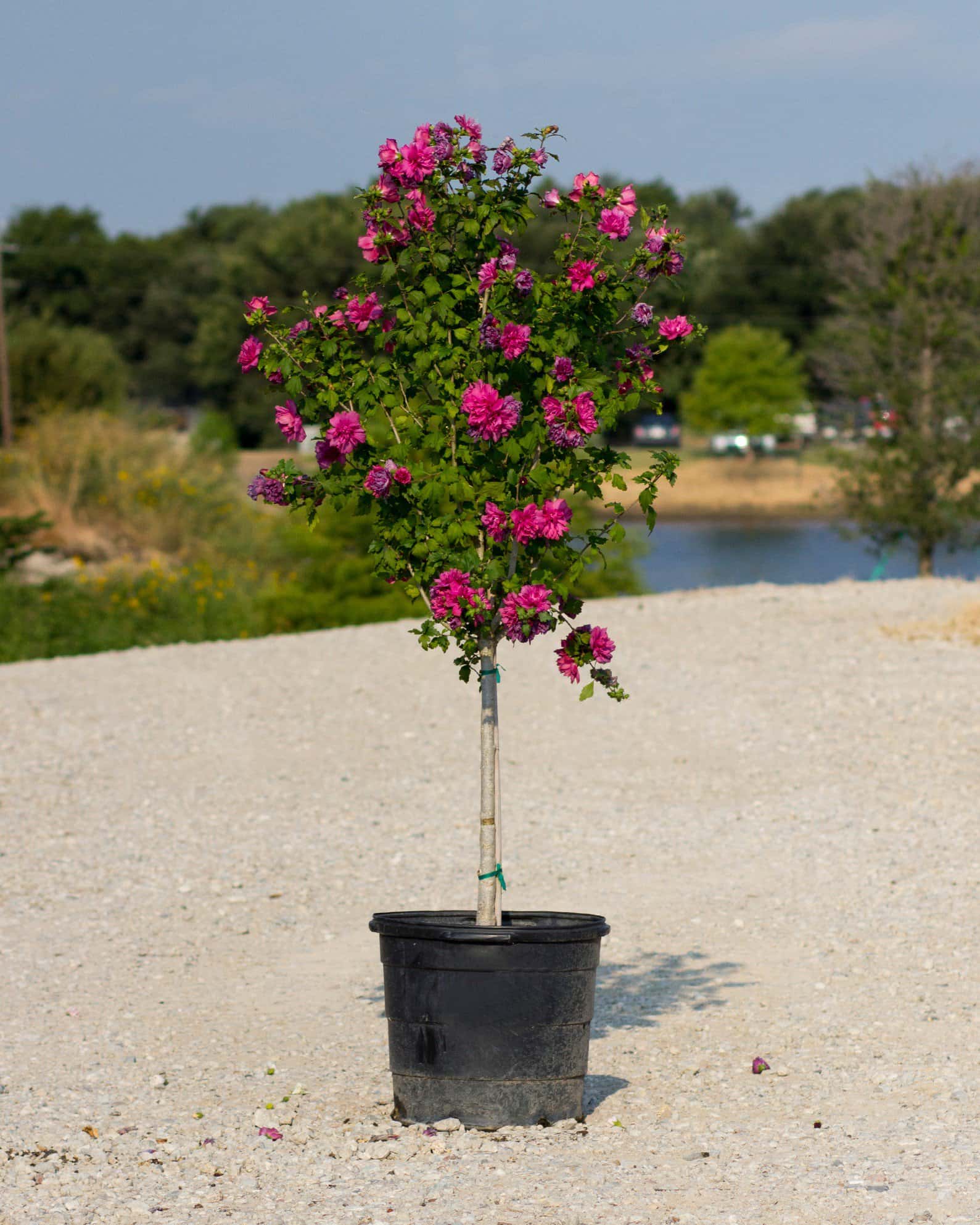 Lucy Althea Tree Form - Image 4