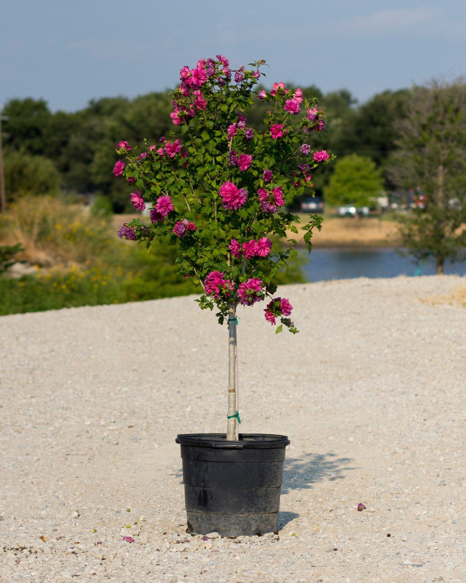 Lucy Althea Tree Form - view 5
