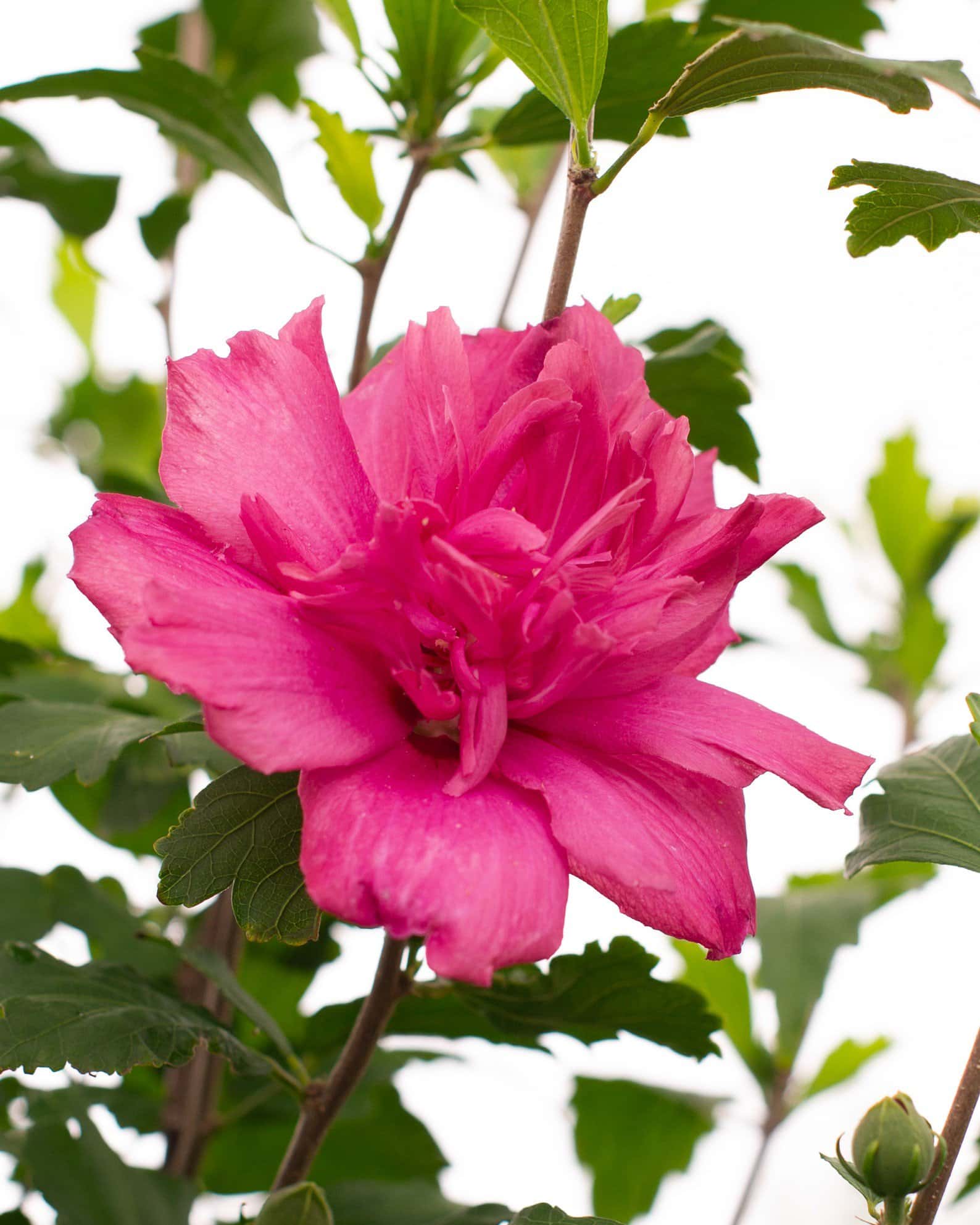 Lucy Althea Tree Form - Image 7
