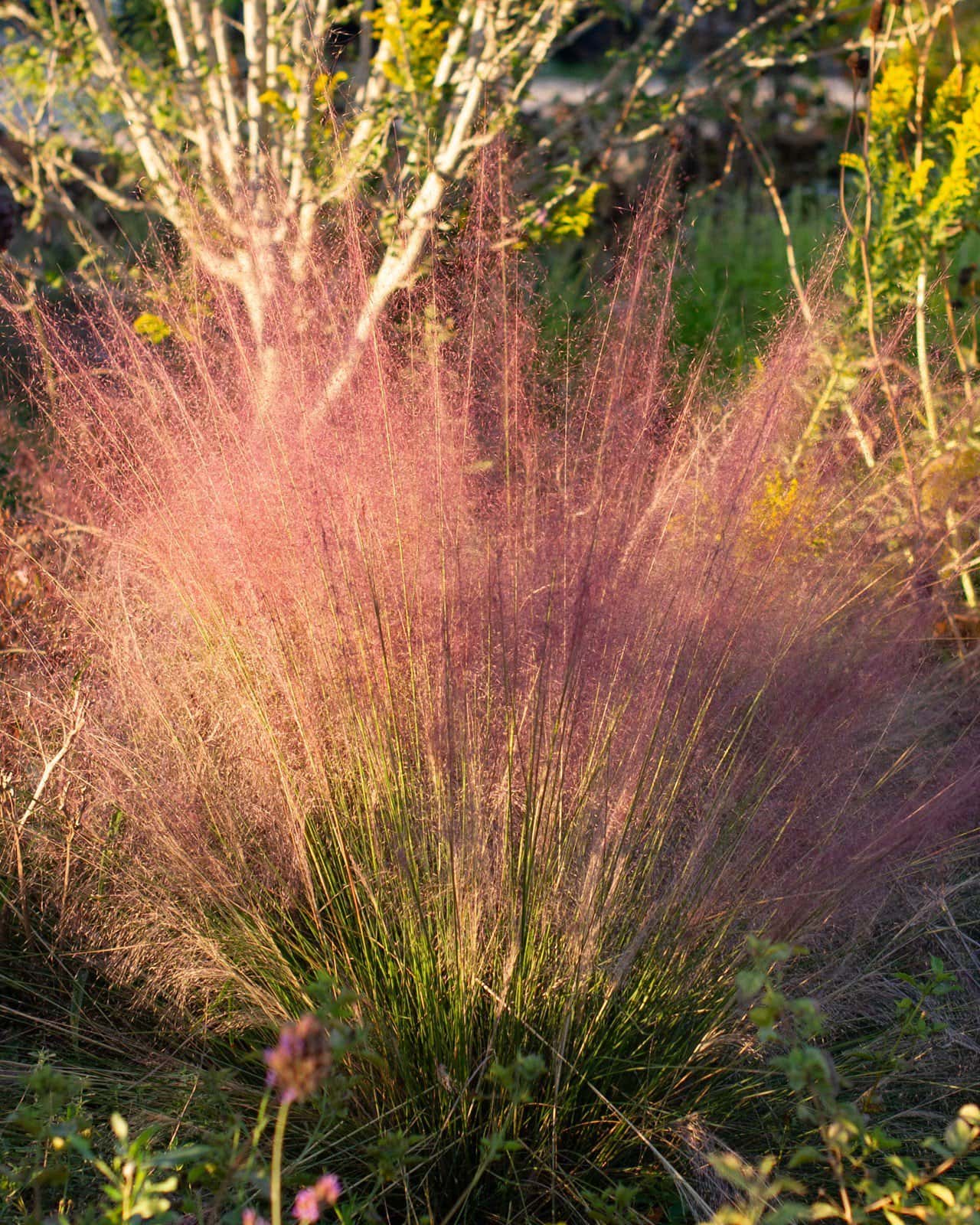 Pink Muhly - Main Image