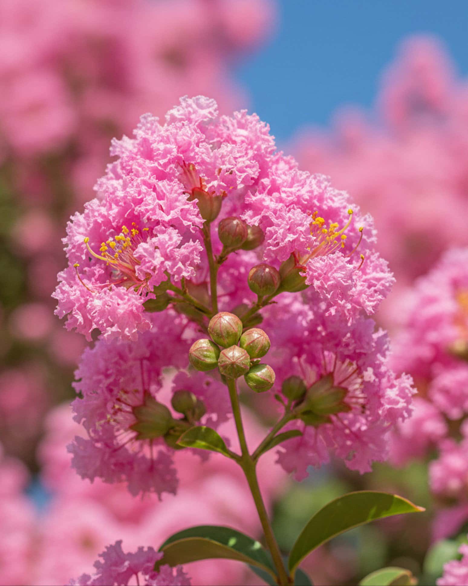 Basham's Party Pink Crape Myrtle - Image 1
