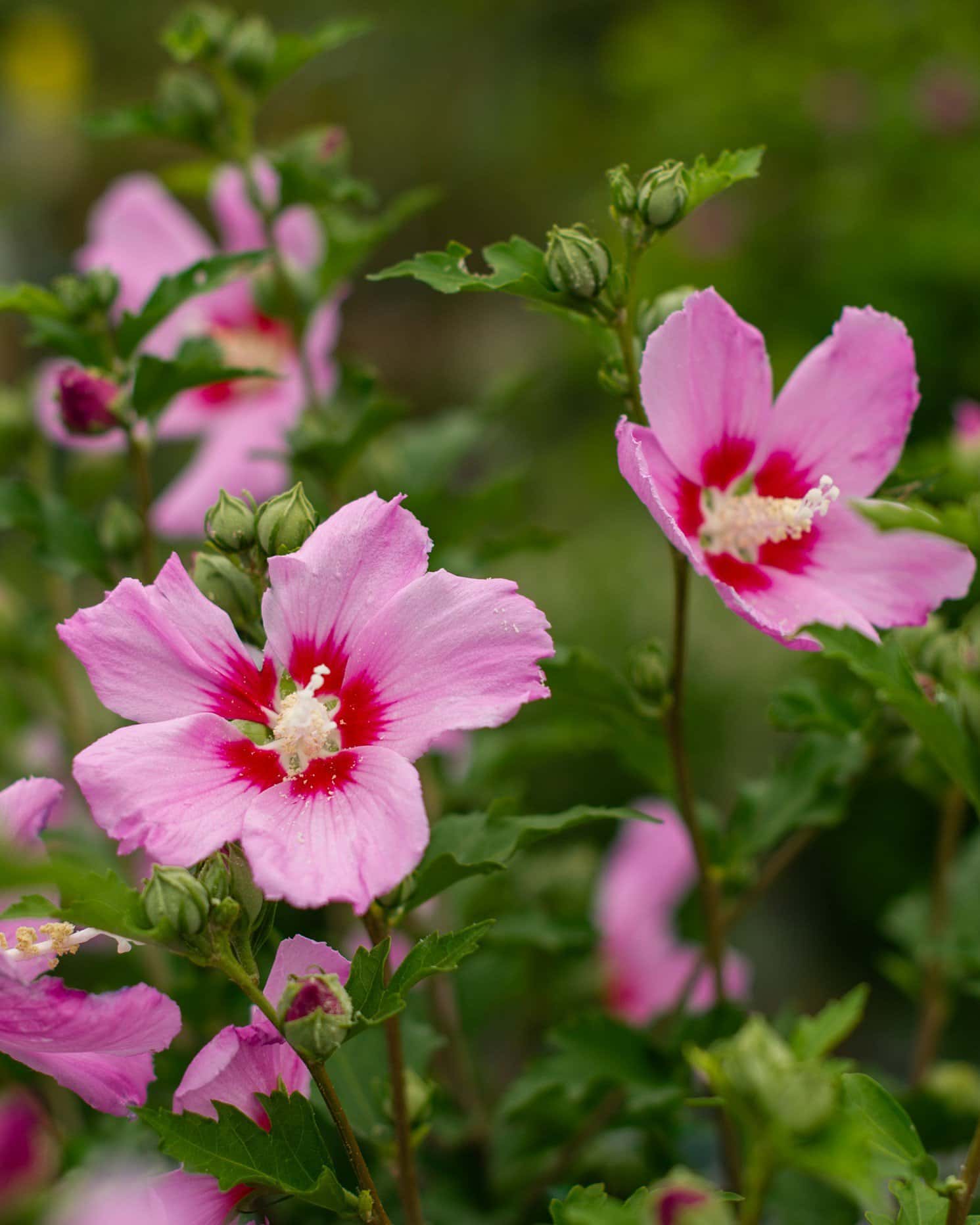 Minerva Althea Tree Form - Main Image