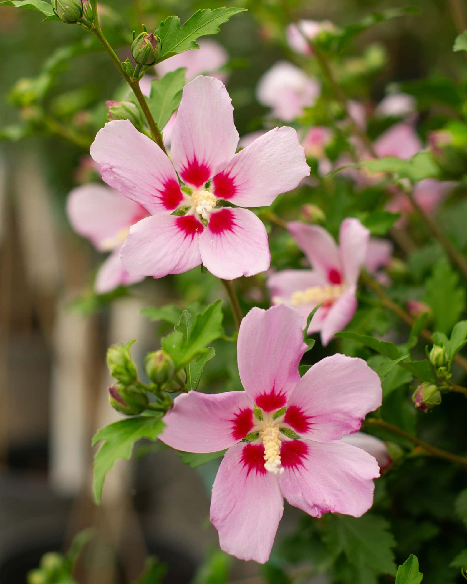 Minerva Althea Tree Form - Image 1