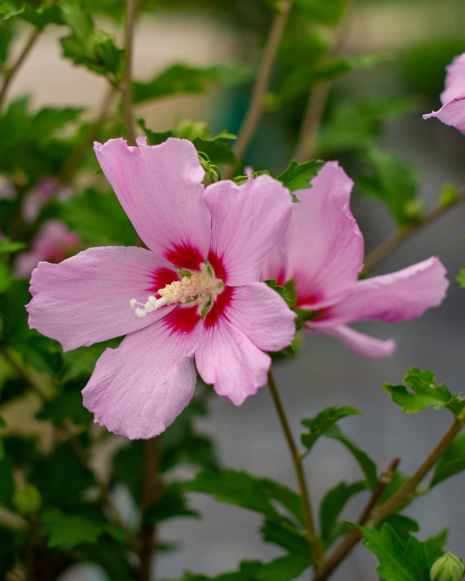 Minerva Althea Tree Form - view 3