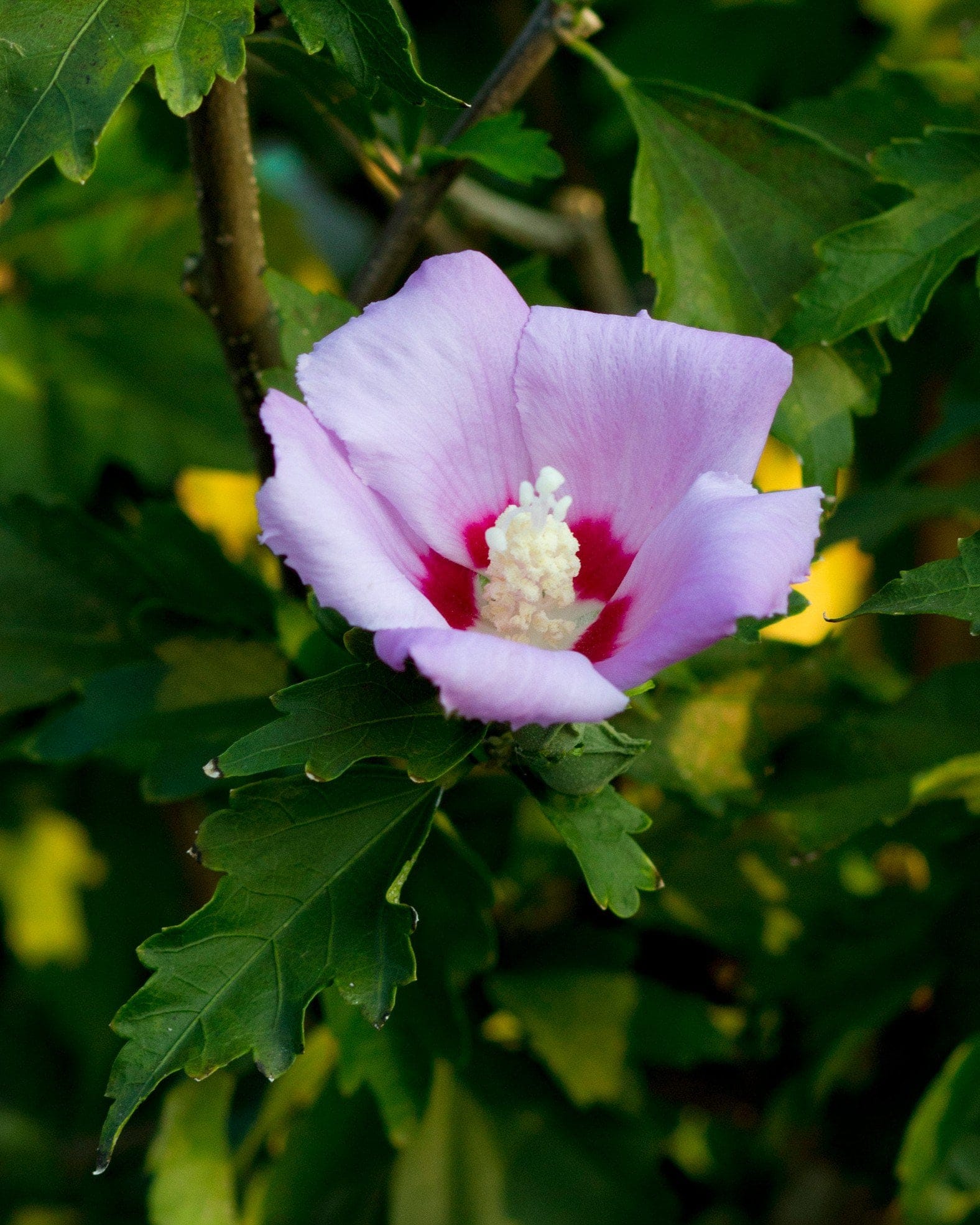 Minerva Althea Tree Form - view 4