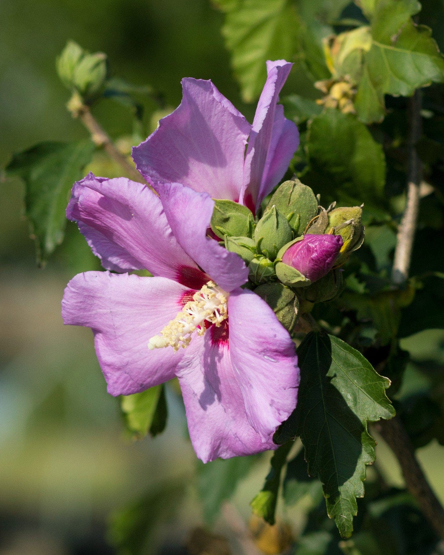 Minerva Althea Tree Form - view 5