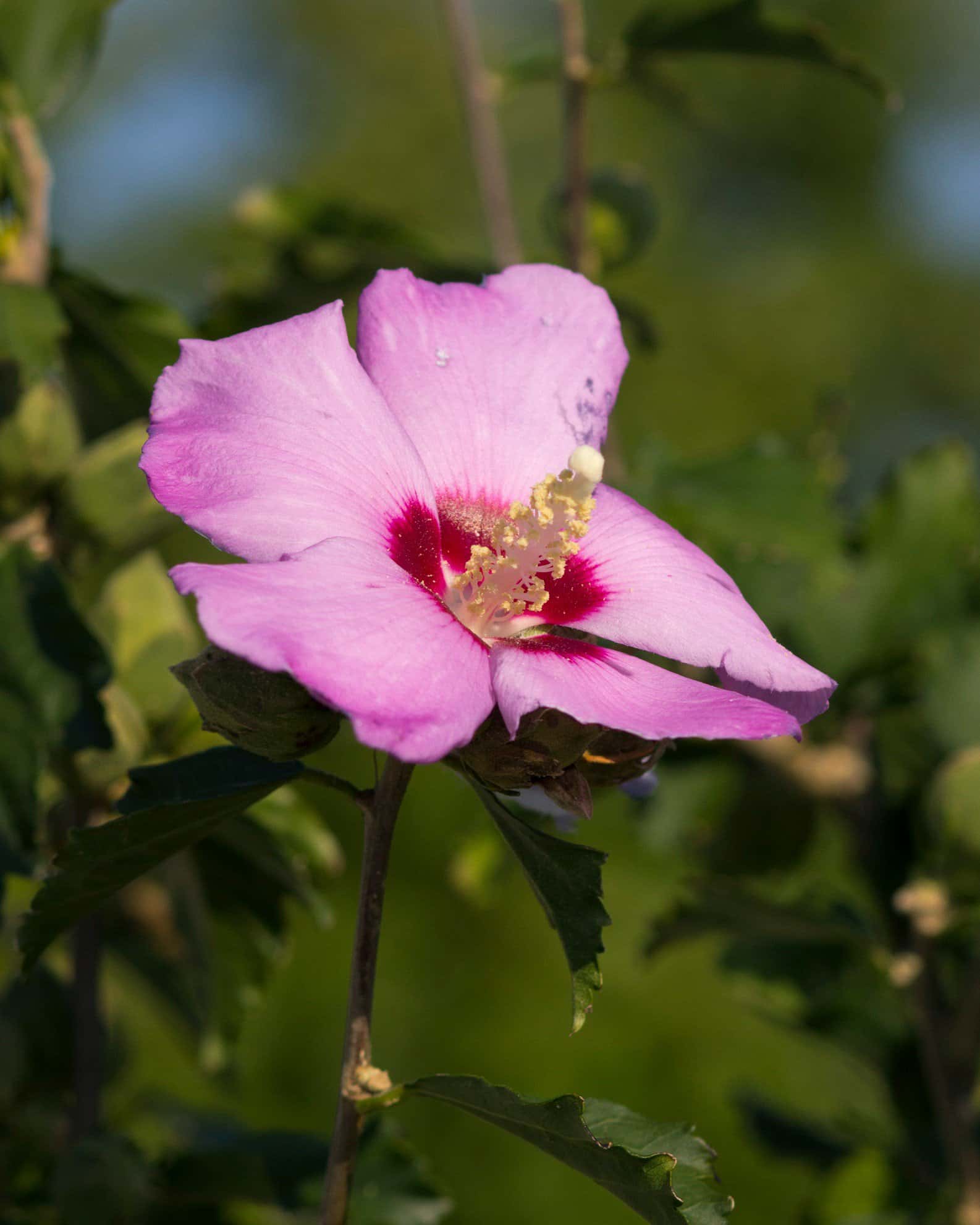 Minerva Althea Tree Form - Image 5