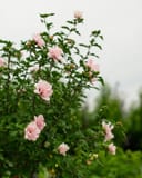 Morning Star Althea Tree Form thumbnail 2