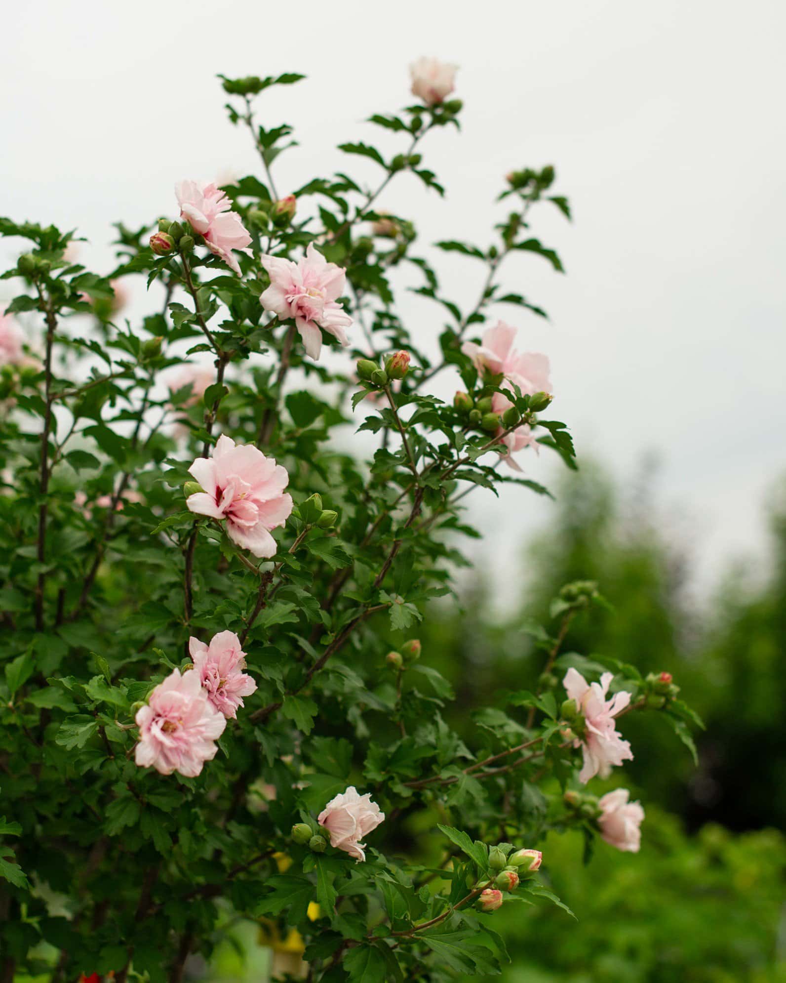 Morning Star Althea Tree Form - Image 1