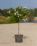 Morning Star Althea Tree Form thumbnail 3