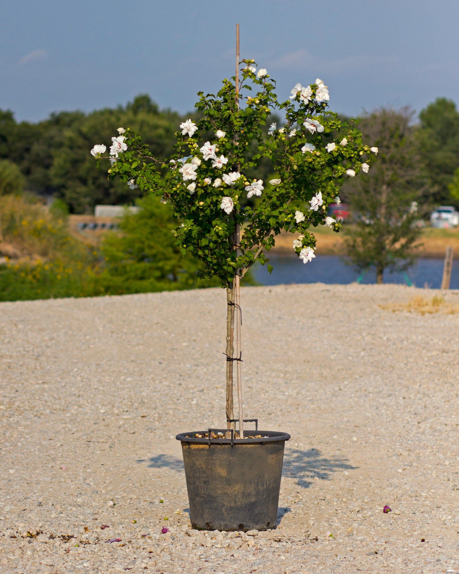 Morning Star Althea Tree Form - view 3