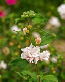 Morning Star Althea Tree Form thumbnail 4