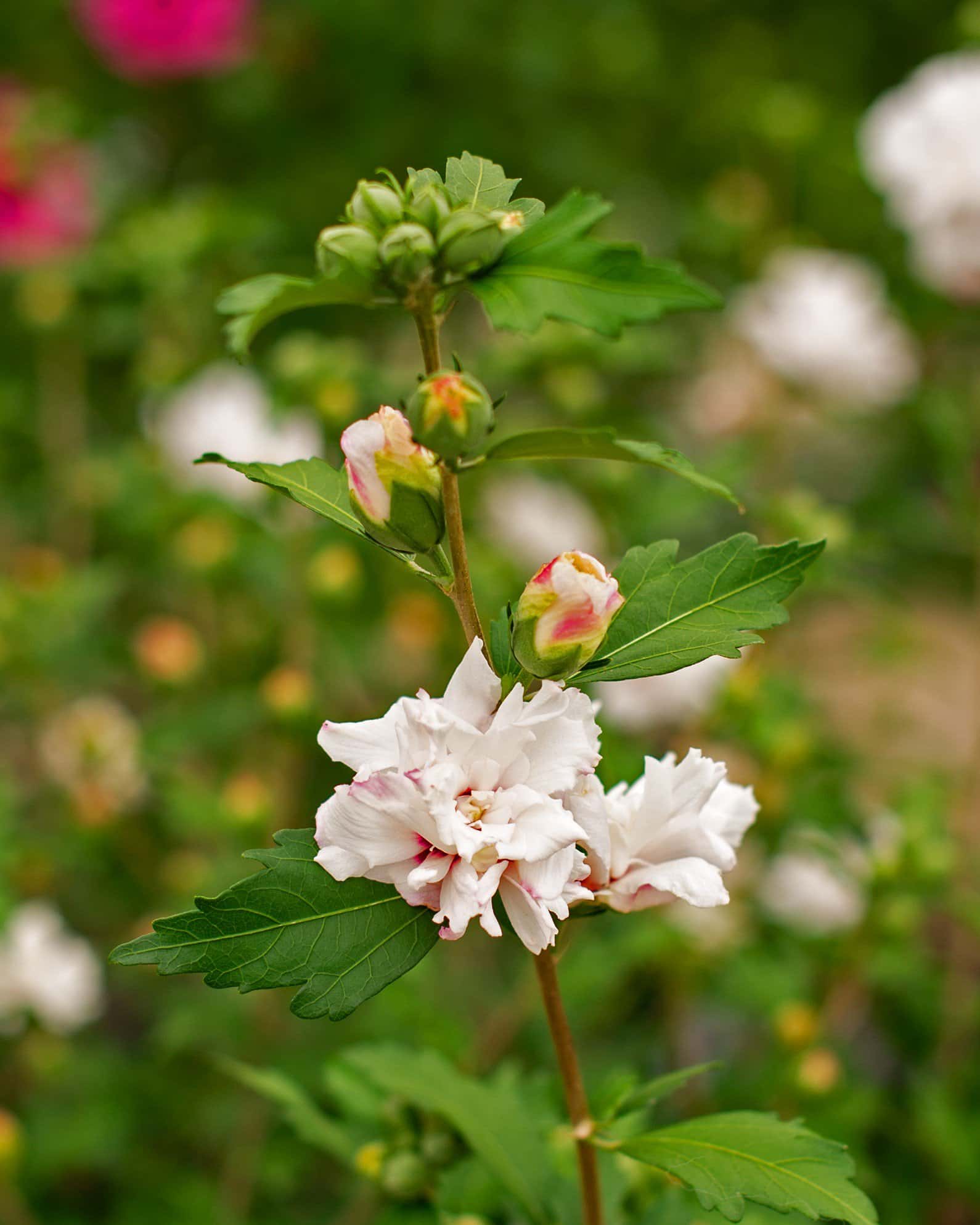 Morning Star Althea Tree Form - Image 3