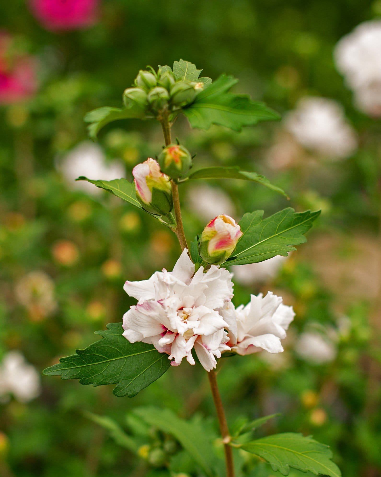 Morning Star Althea Tree Form - view 4