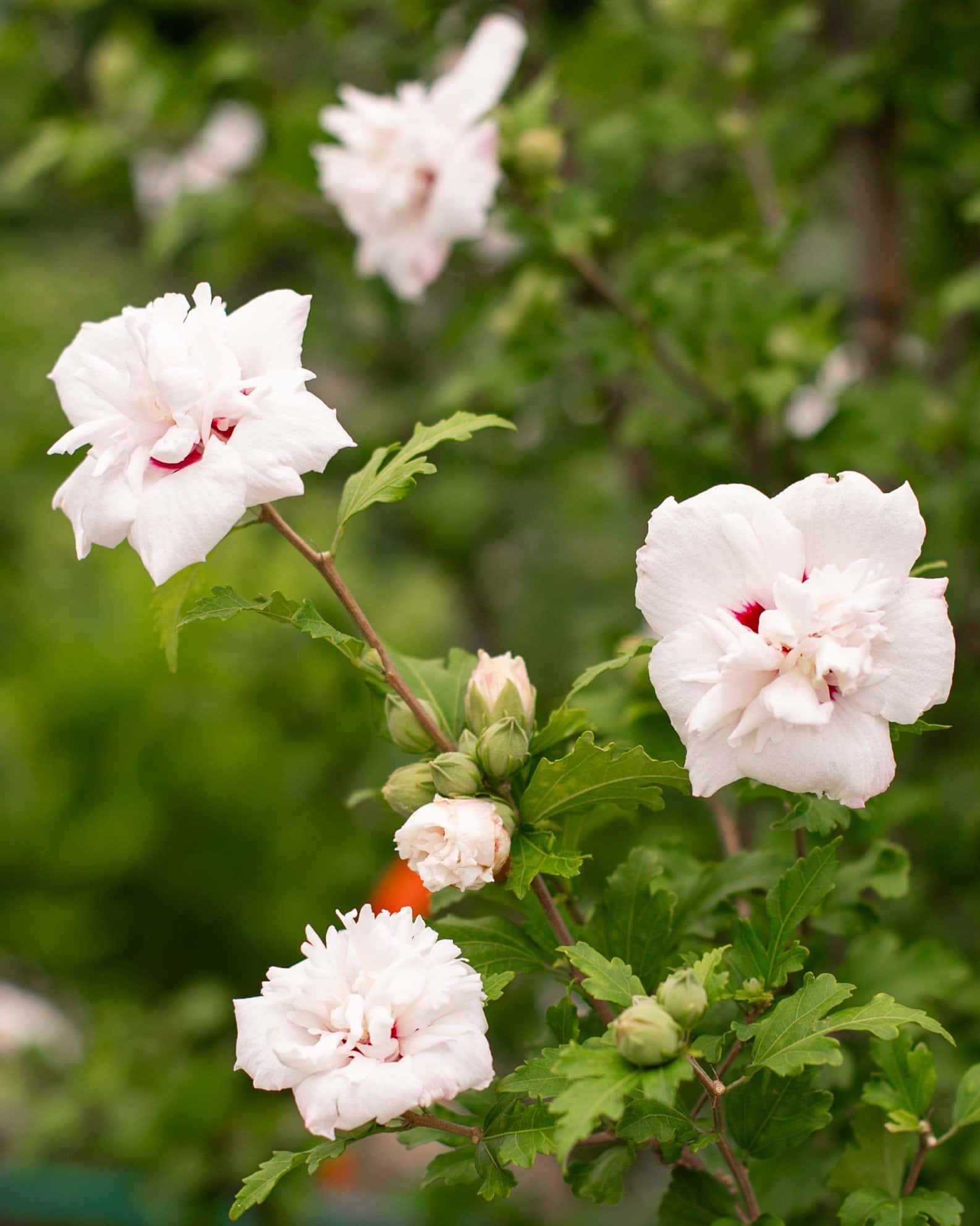 Morning Star Althea Tree Form - Main Image