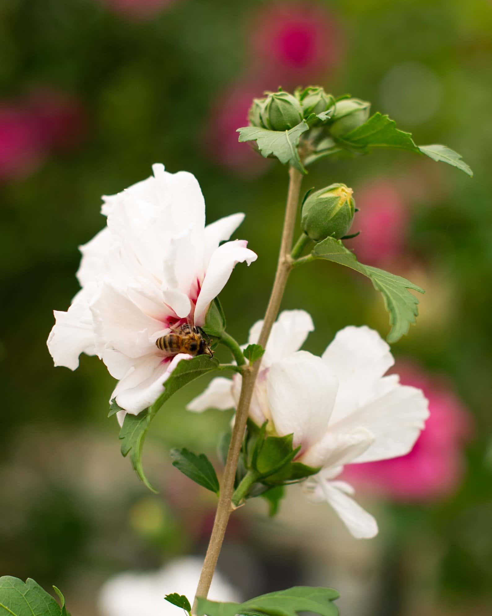 Morning Star Althea Tree Form - Image 4