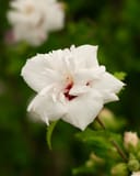 Morning Star Althea Tree Form thumbnail 6