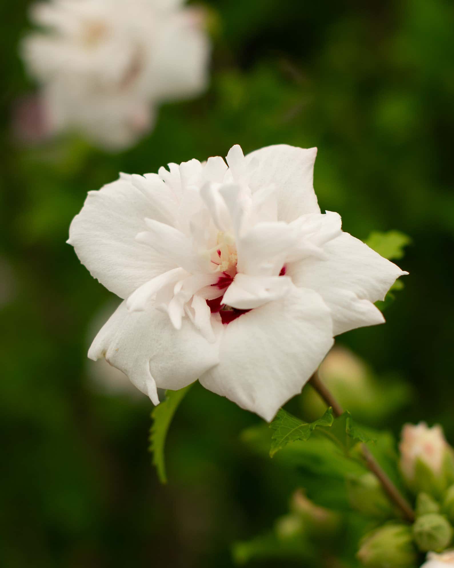 Morning Star Althea Tree Form - Image 5