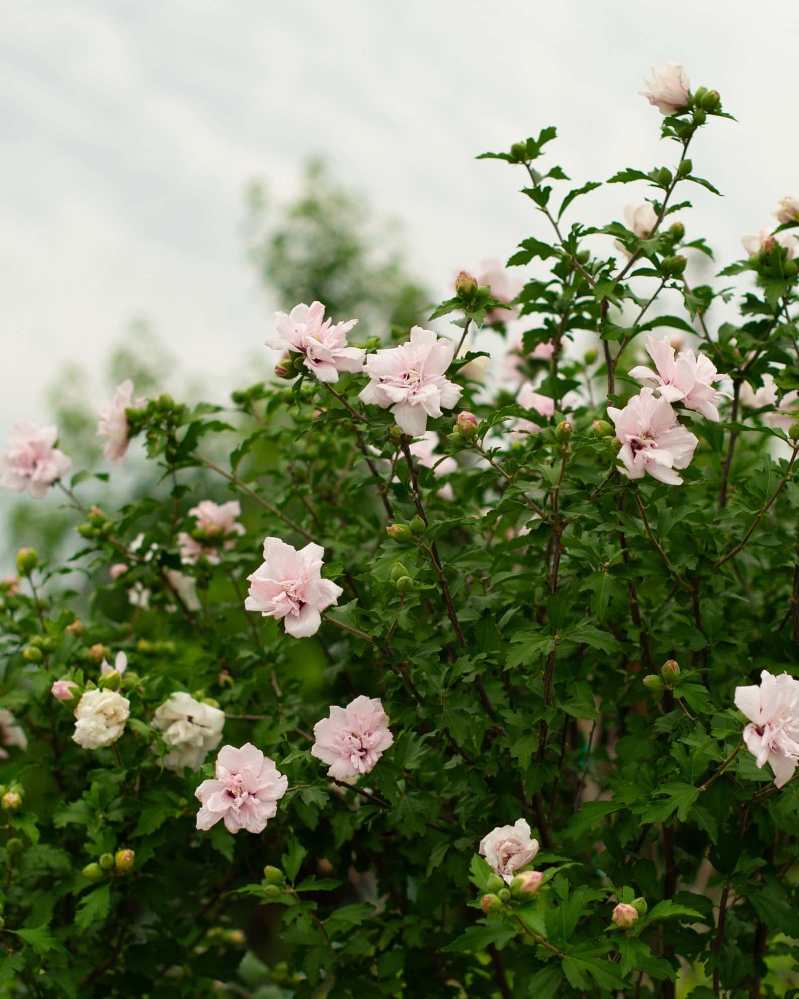 Morning Star Althea Tree Form - Image 6