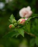 Morning Star Althea Tree Form thumbnail 8