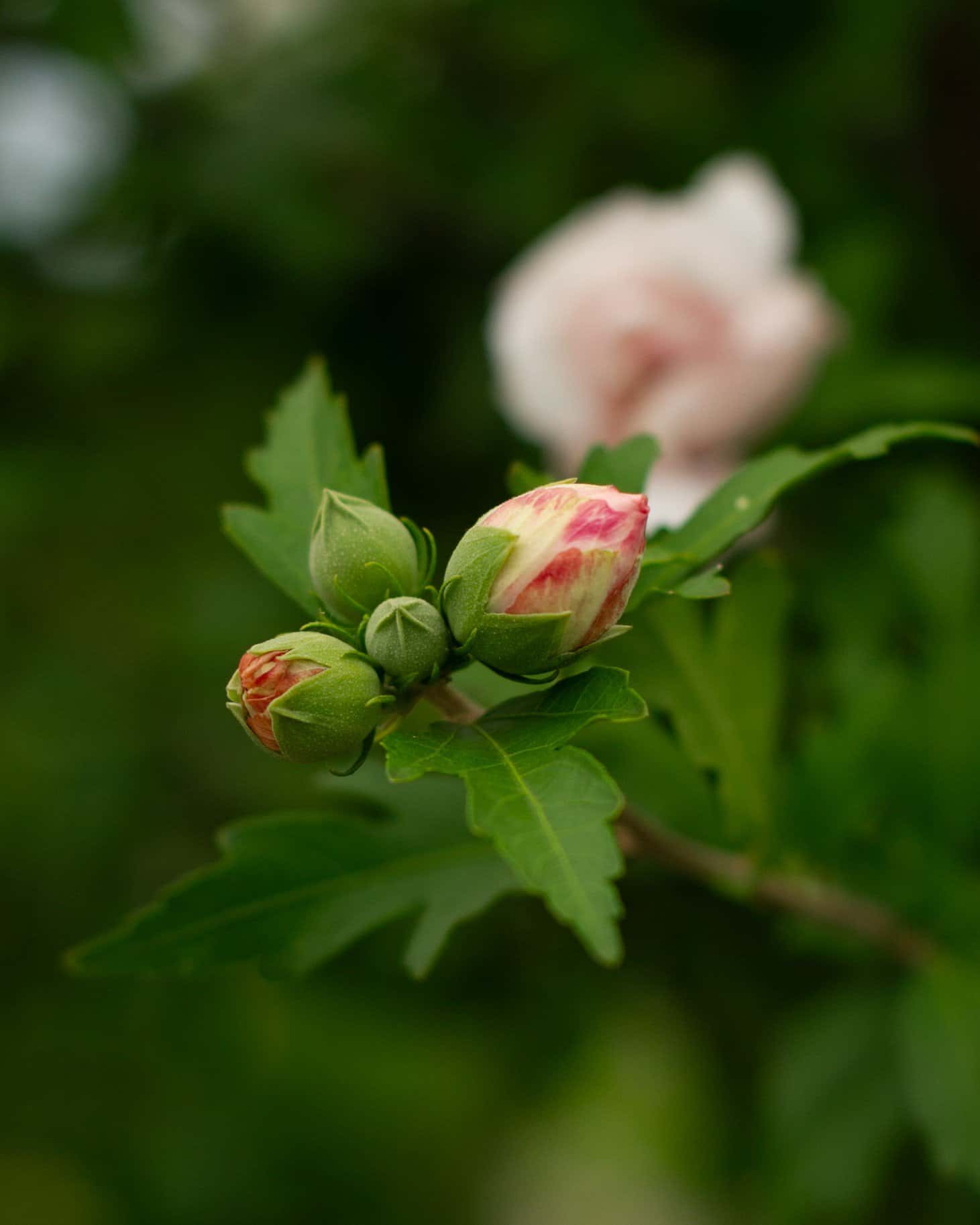 Morning Star Althea Tree Form - Image 7