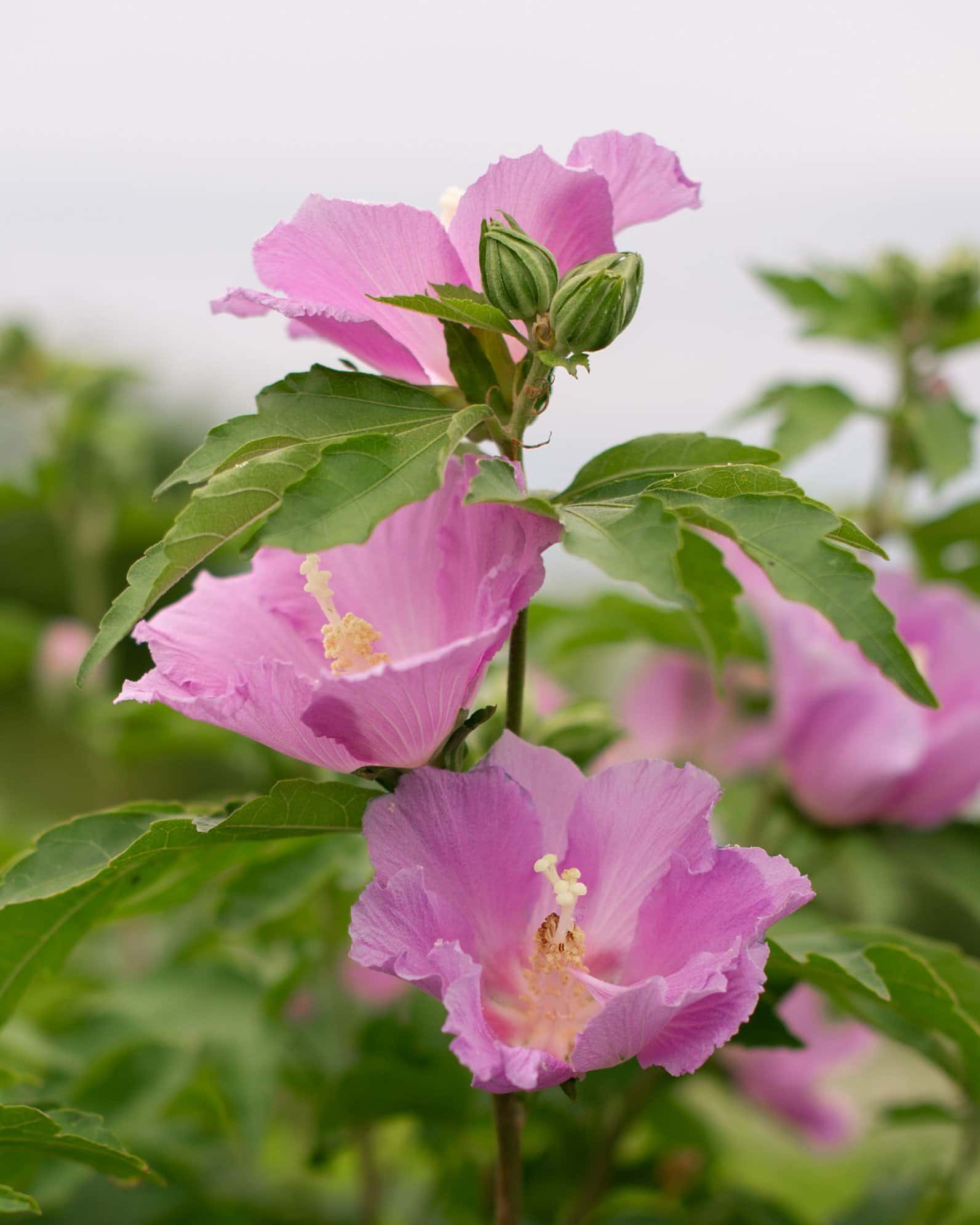 Pollypetite Althea Tree Form - Main Image