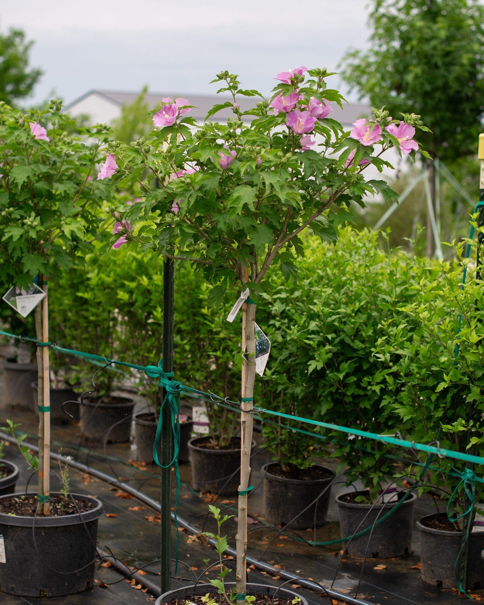 Pollypetite Althea Tree Form - view 2