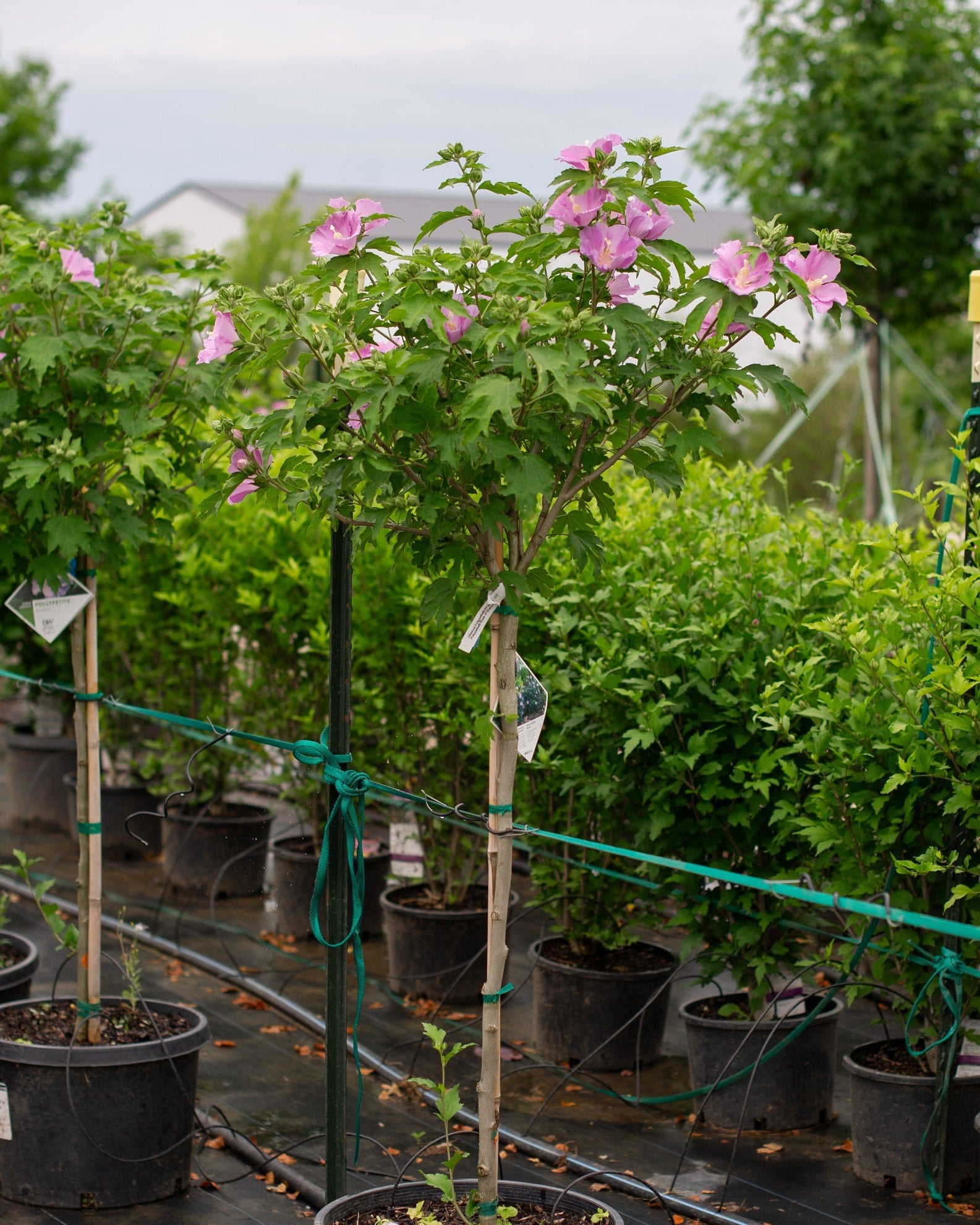 Pollypetite Althea Tree Form - Image 1
