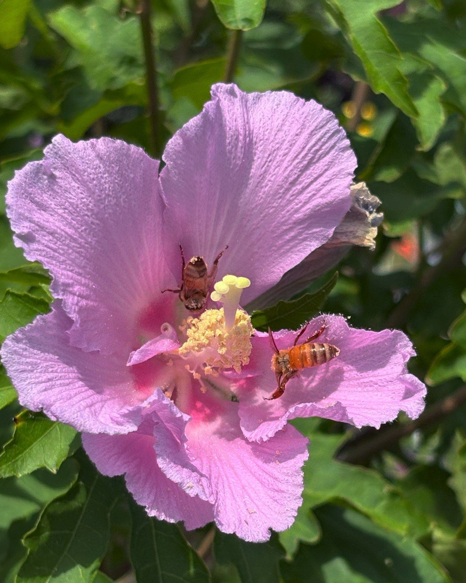 Pollypetite Althea Tree Form - view 3