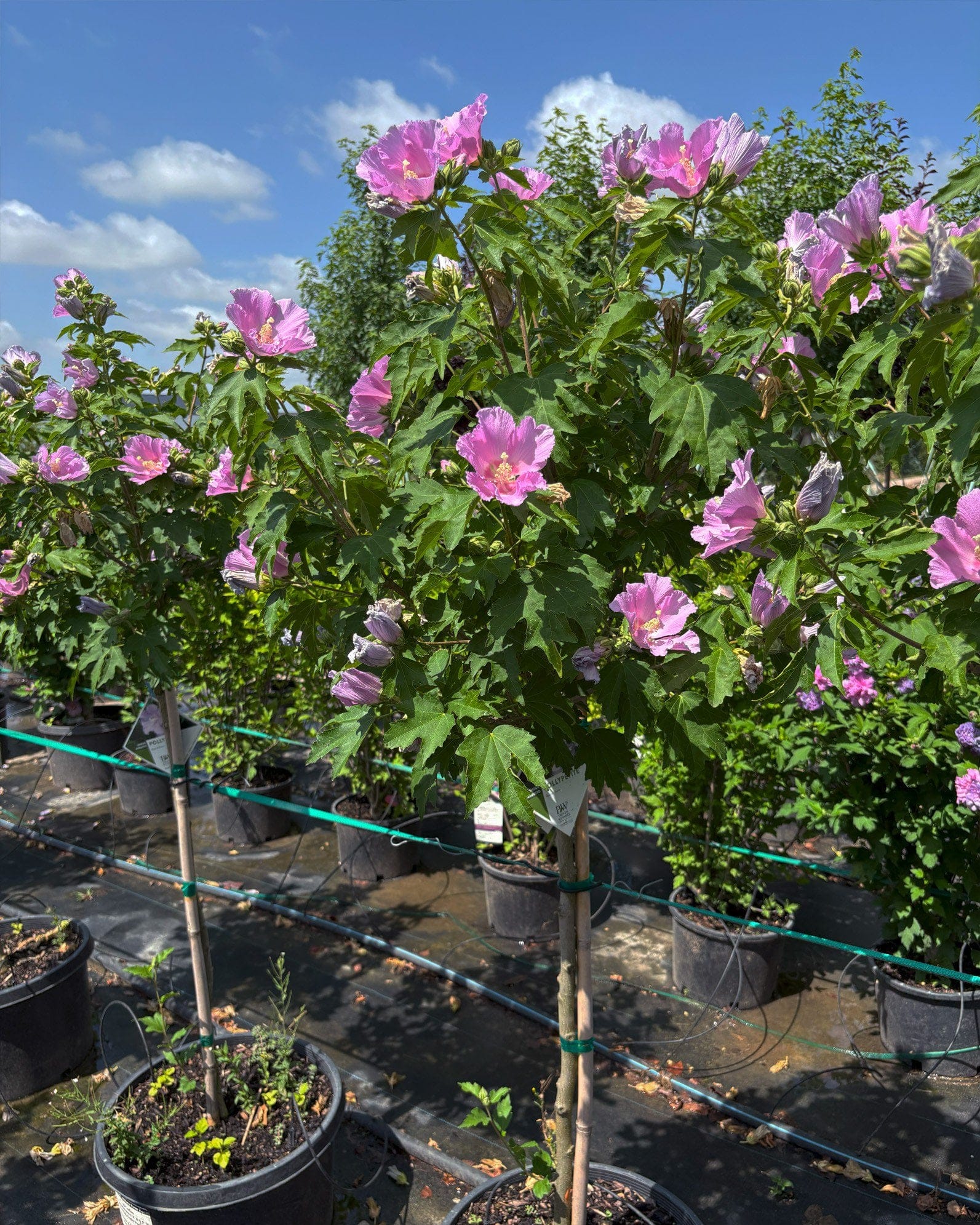 Pollypetite Althea Tree Form - view 4