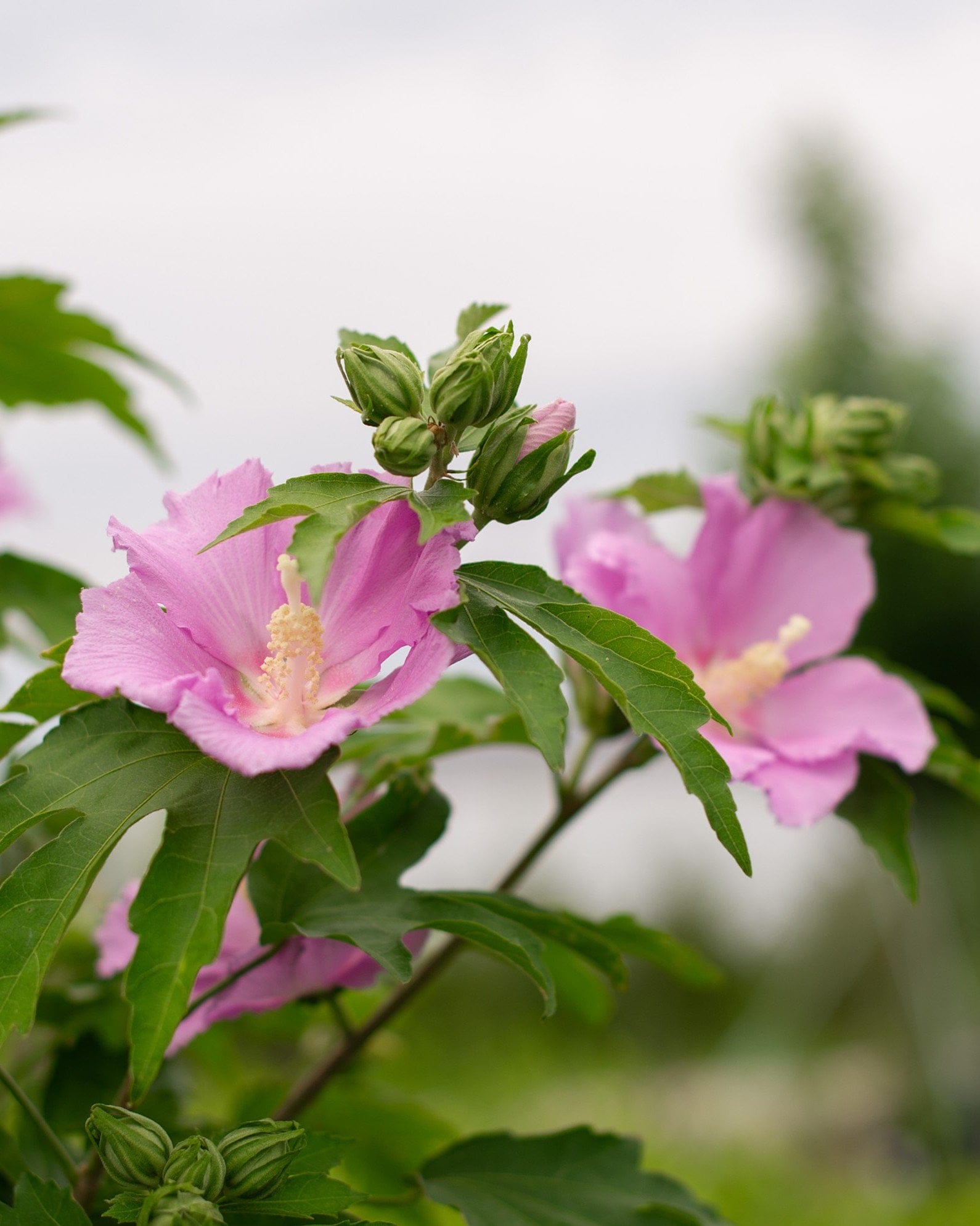 Pollypetite Althea Tree Form - view 5