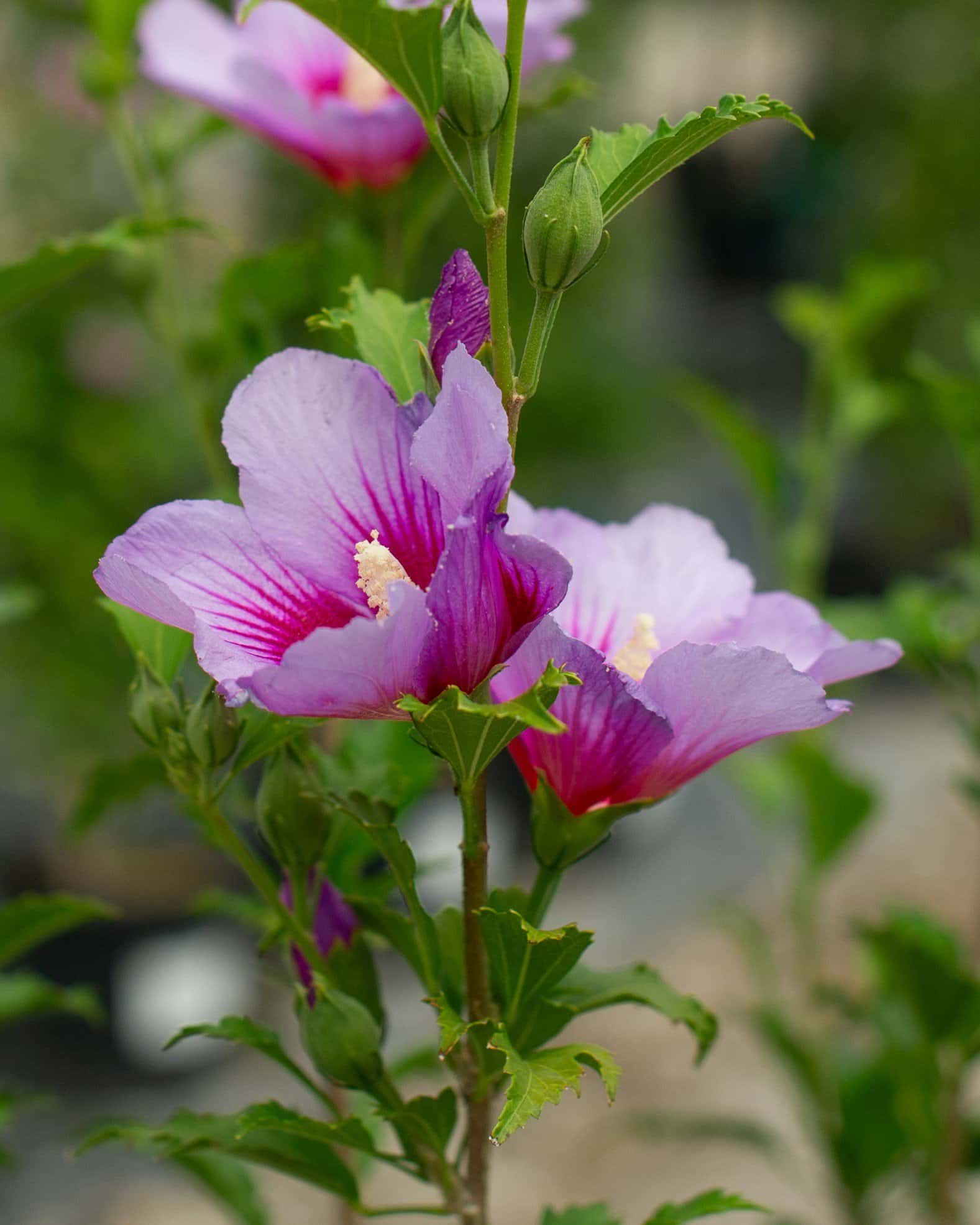 Purple Pillar Althea - Main Image