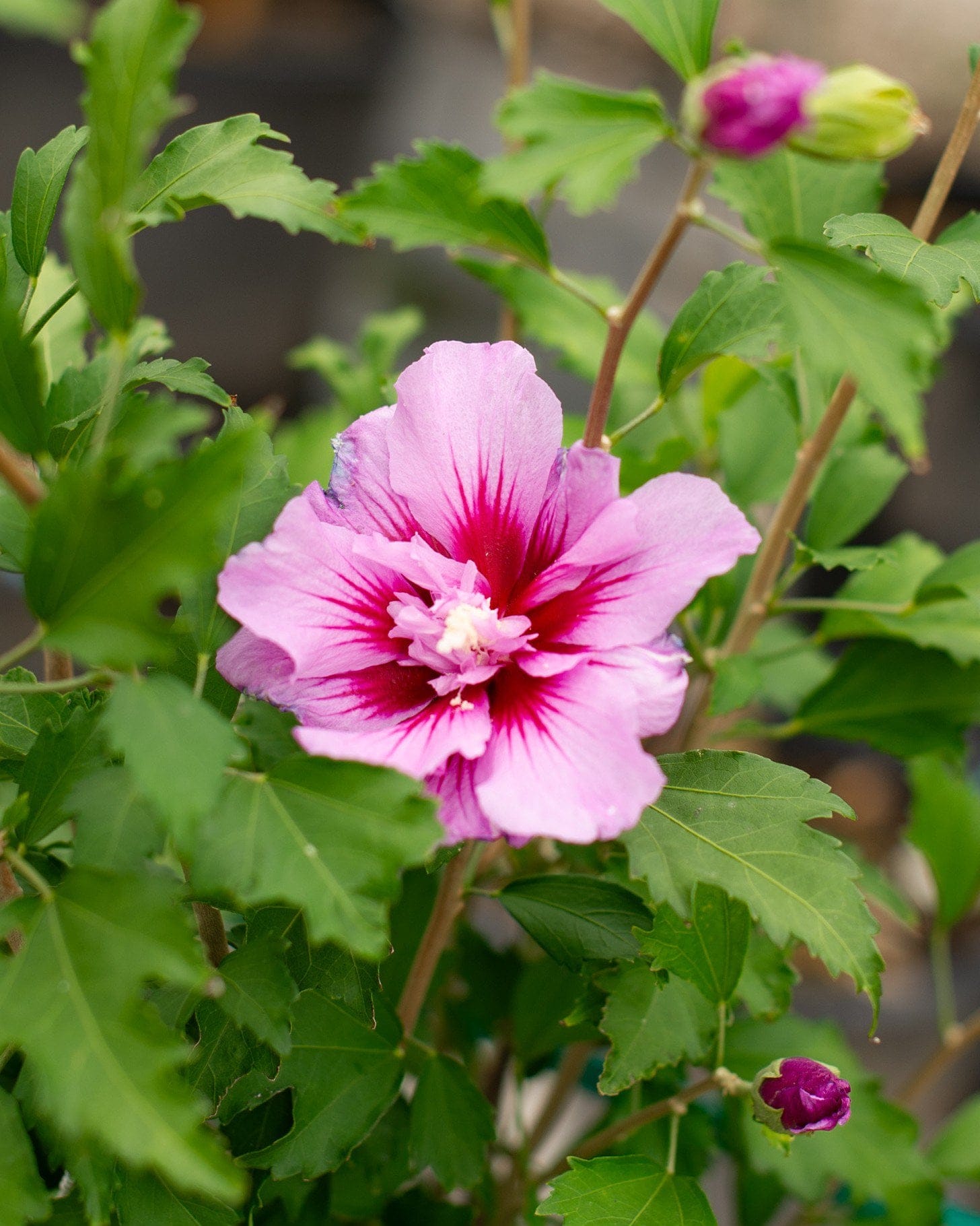 Purple Pillar Althea - view 2