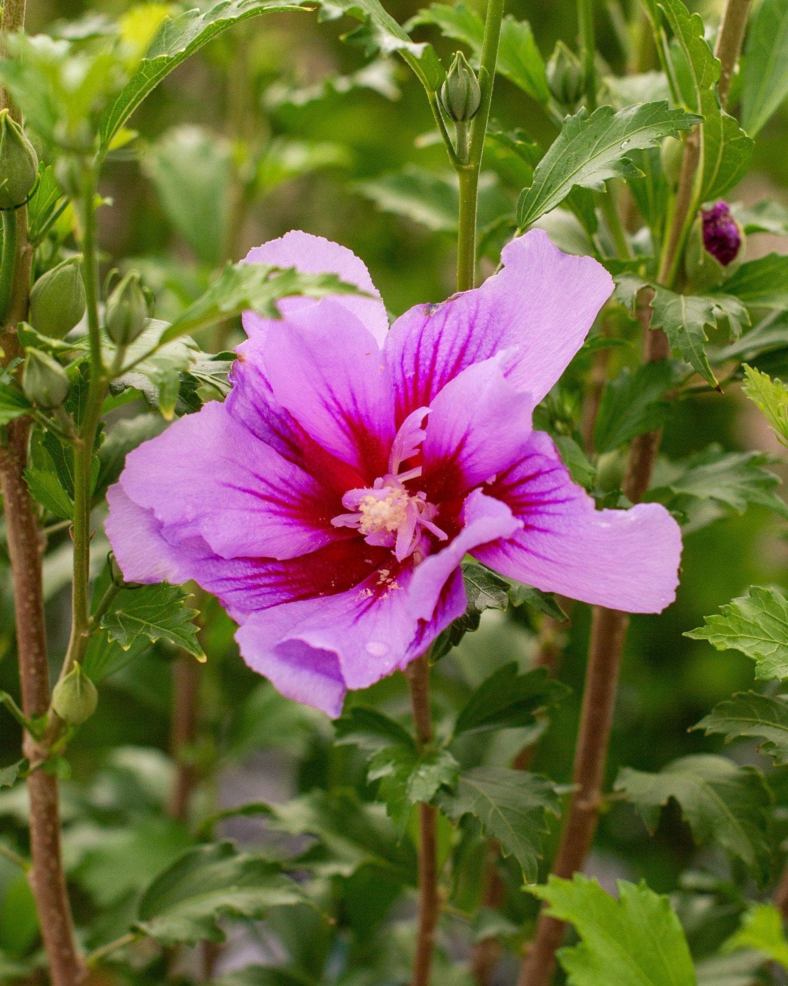 Purple Pillar Althea - view 3
