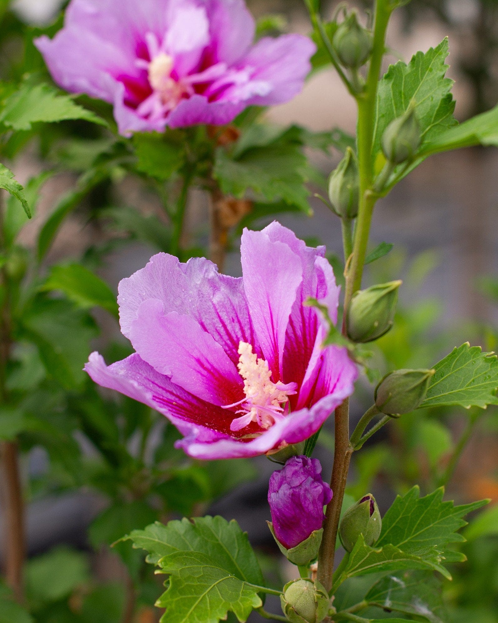 Purple Pillar Althea - view 4