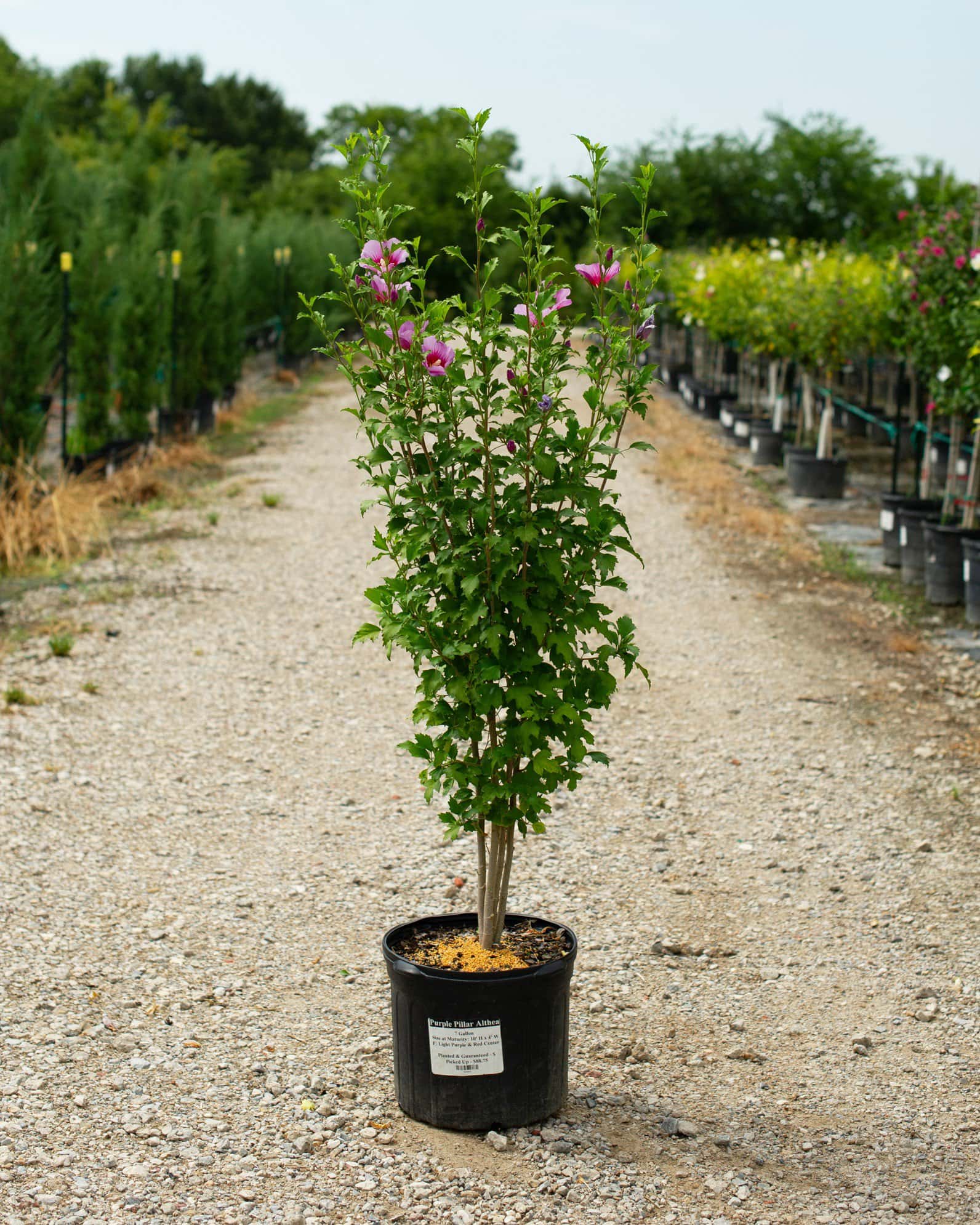 Purple Pillar Althea - Image 4