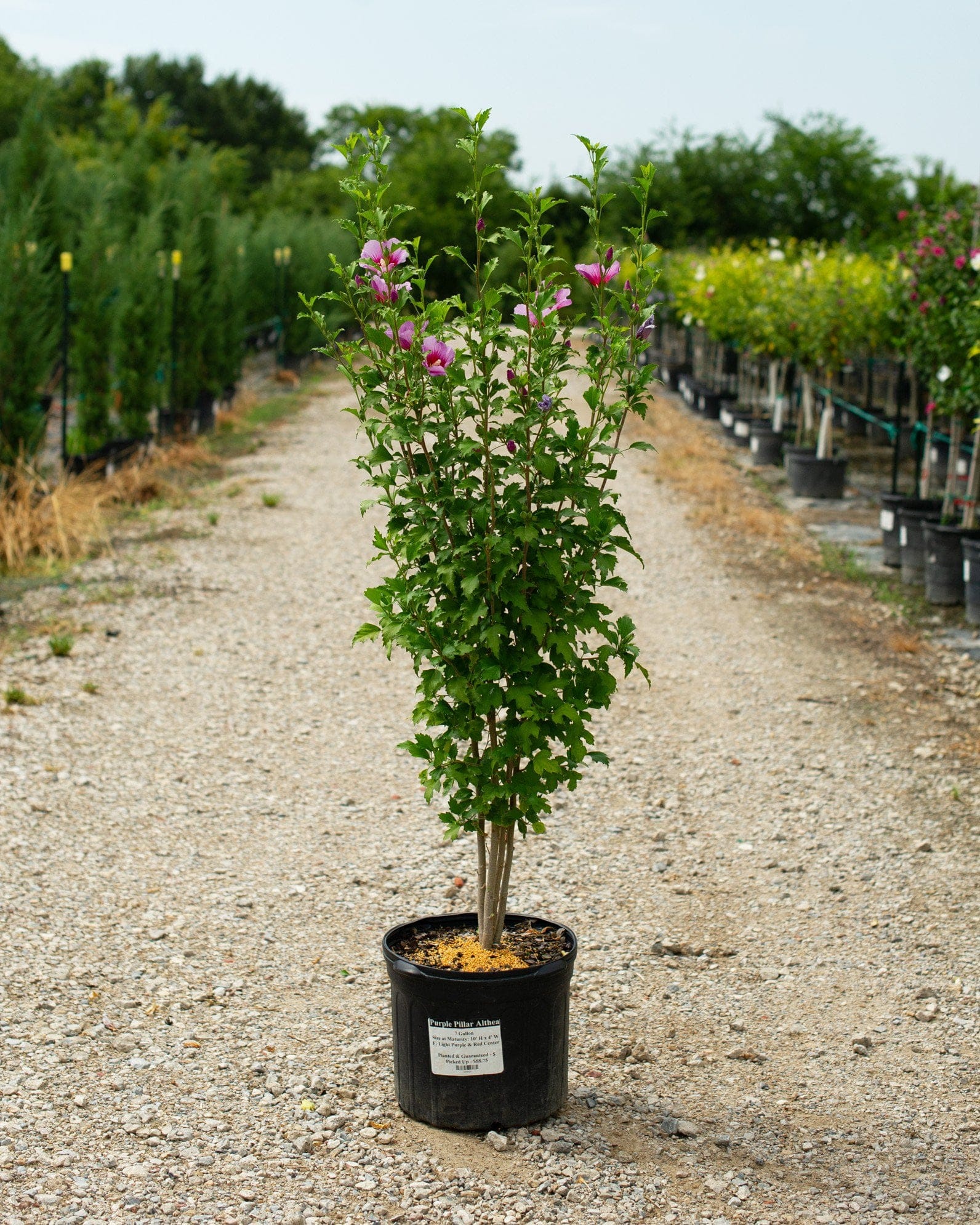 Purple Pillar Althea - view 5