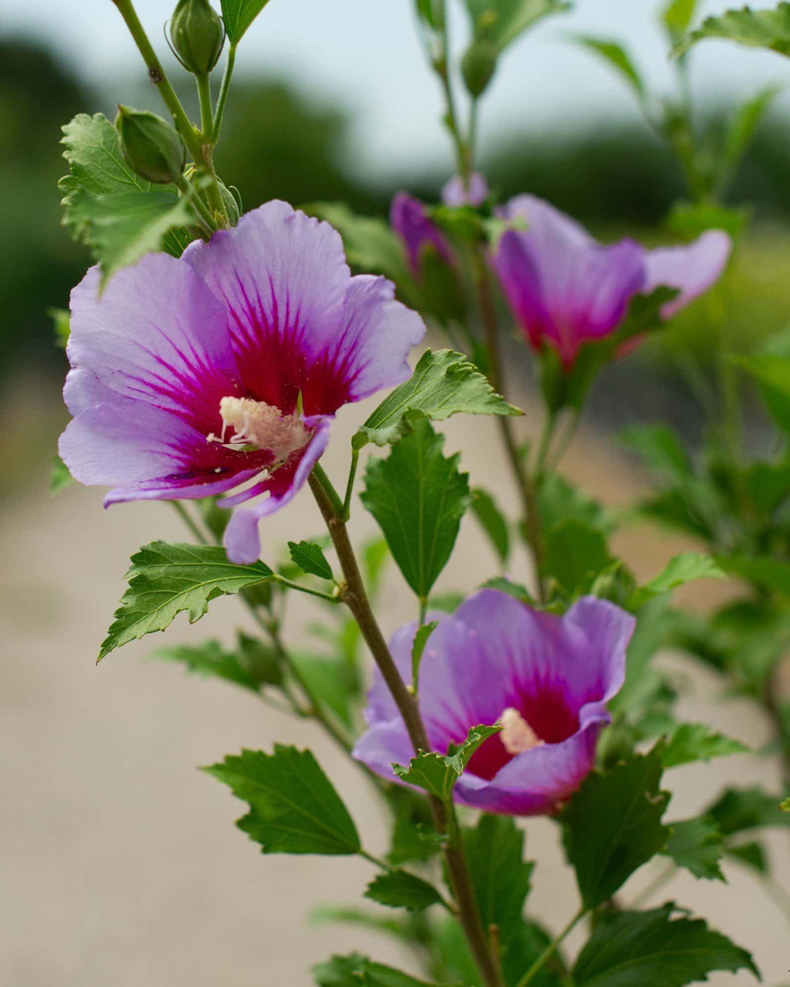 Purple Pillar Althea - Image 5