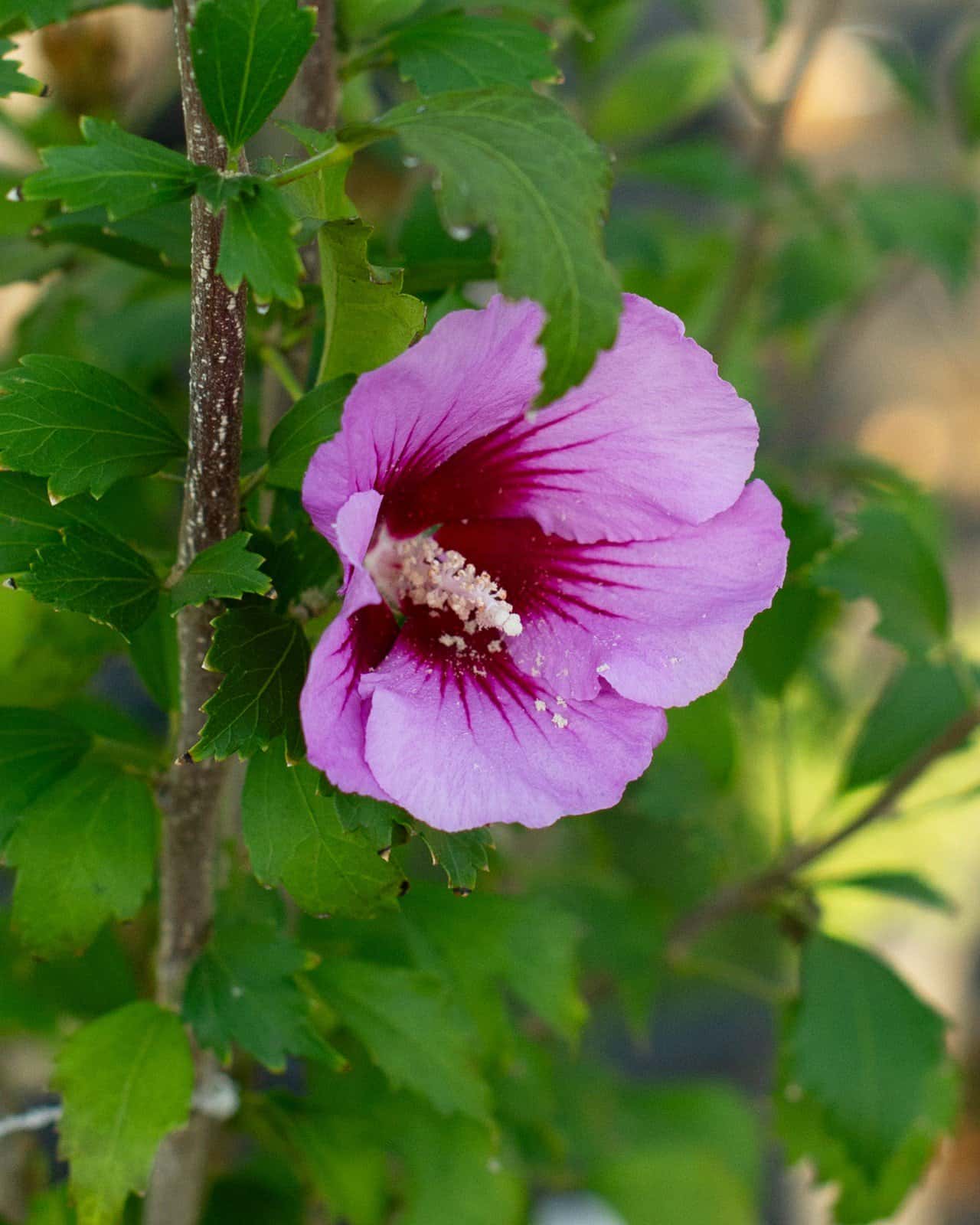 Purple Pillar Althea - Image 6