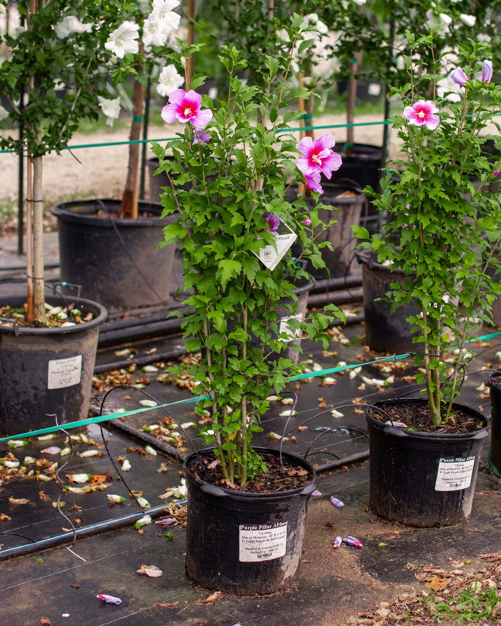 Purple Pillar Althea - Image 7