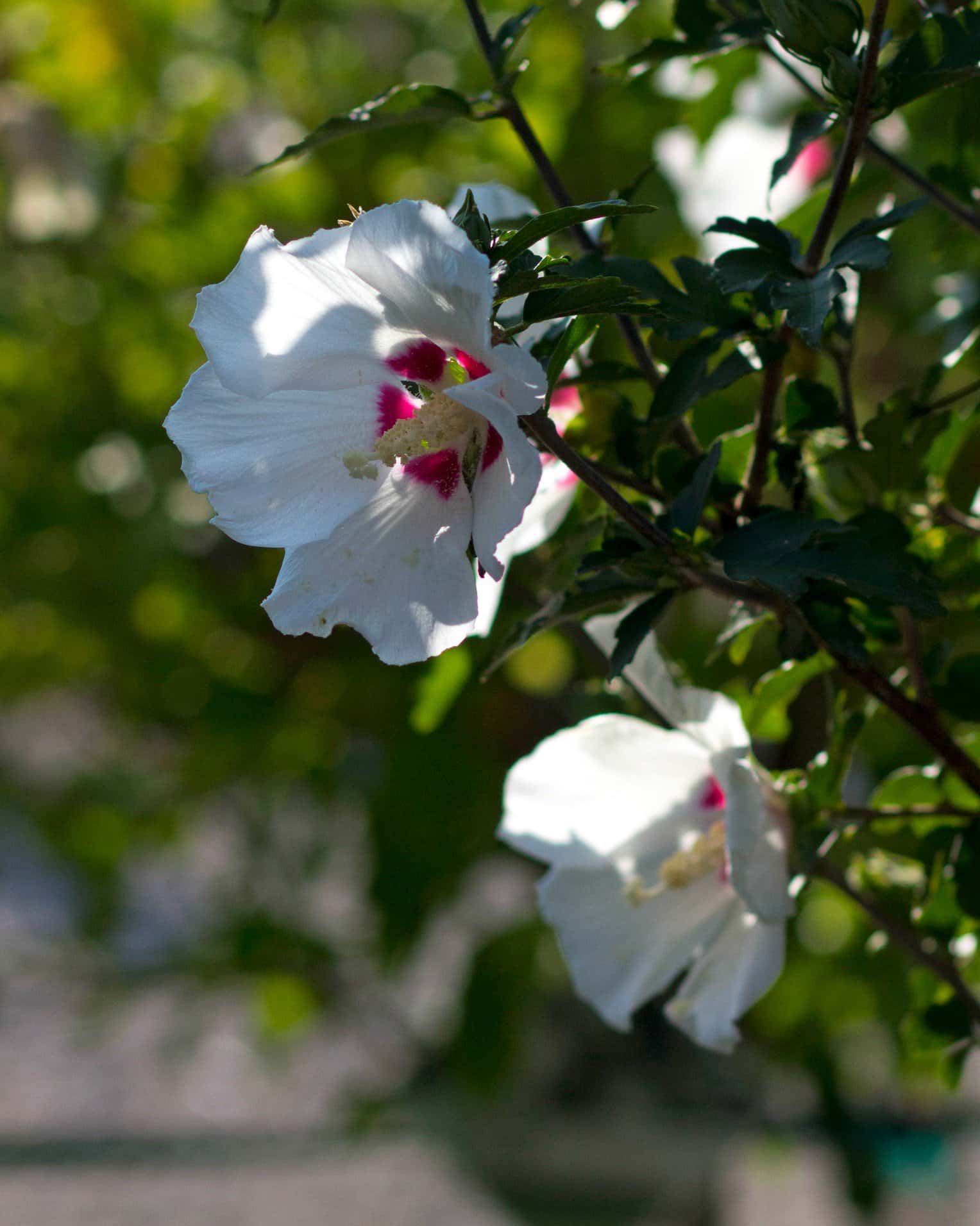 Red Heart Althea Tree Form - Main Image