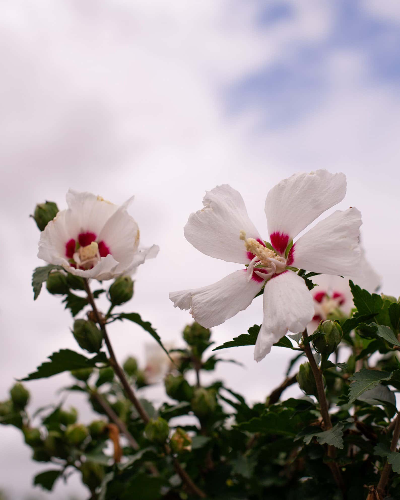 Red Heart Althea Tree Form - Image 1