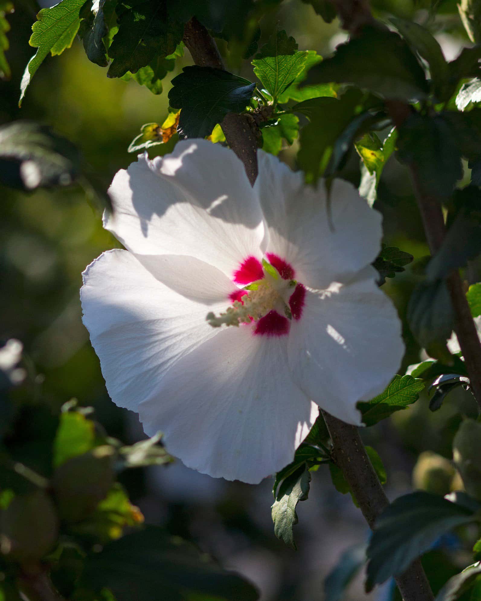 Red Heart Althea Tree Form - Image 2