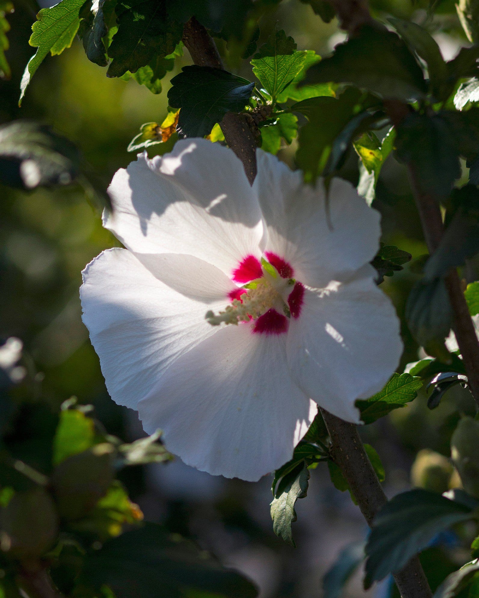 Red Heart Althea Tree Form - view 3