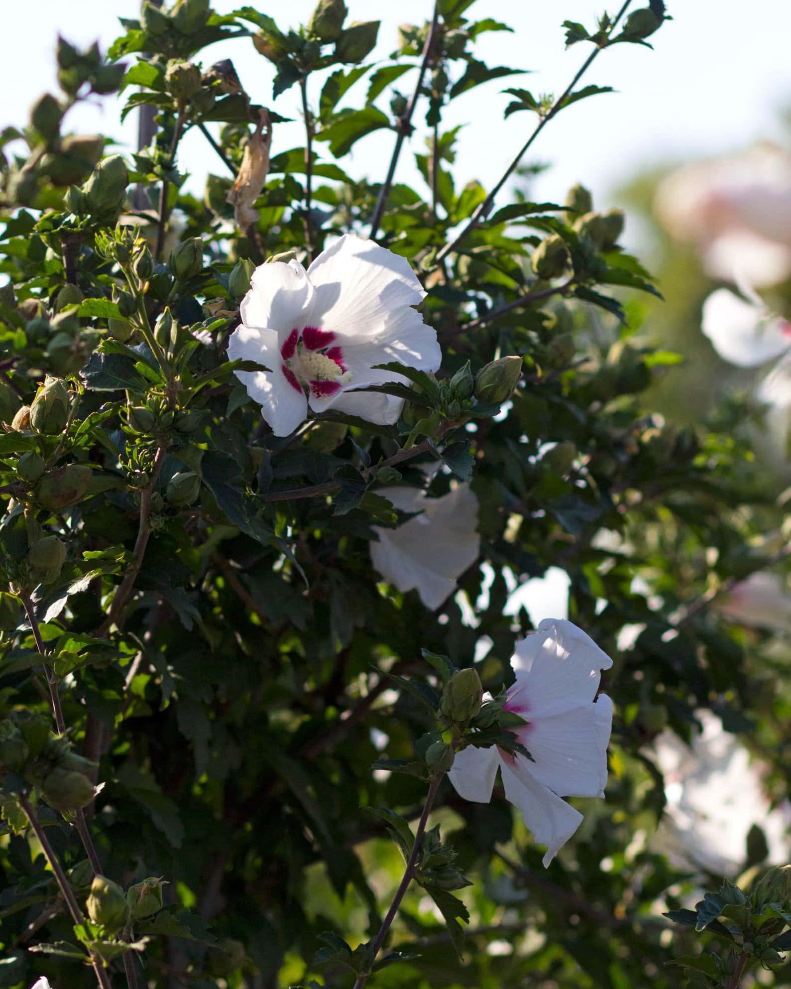 Red Heart Althea Tree Form - Image 3